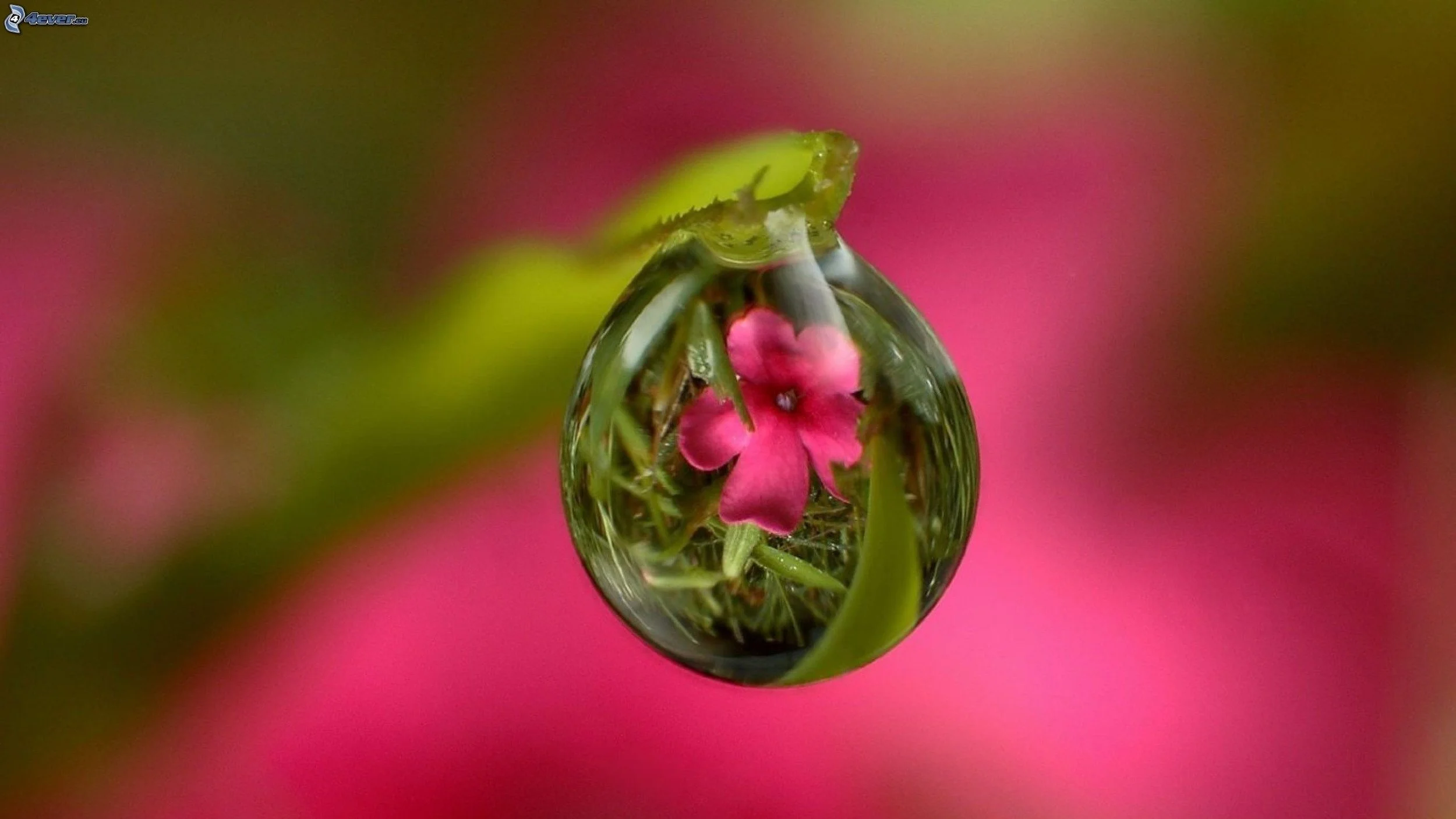 wassertropfen,-rosa-blume-218289.jpg