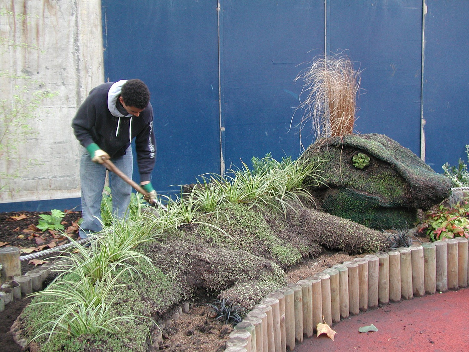 Sedum Dragon in children's garden at Greenside Community Centre, London