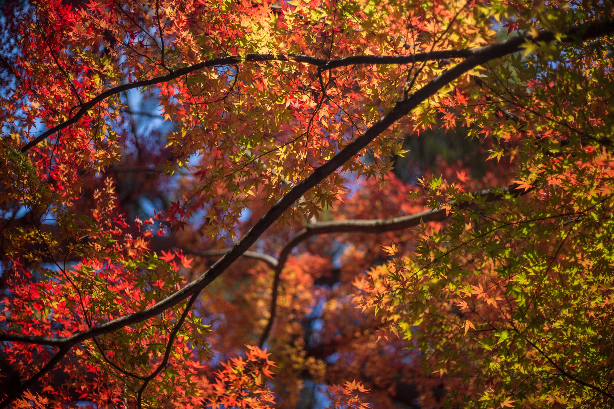 subtledream_portfolio_2018_NATURE-90.jpg