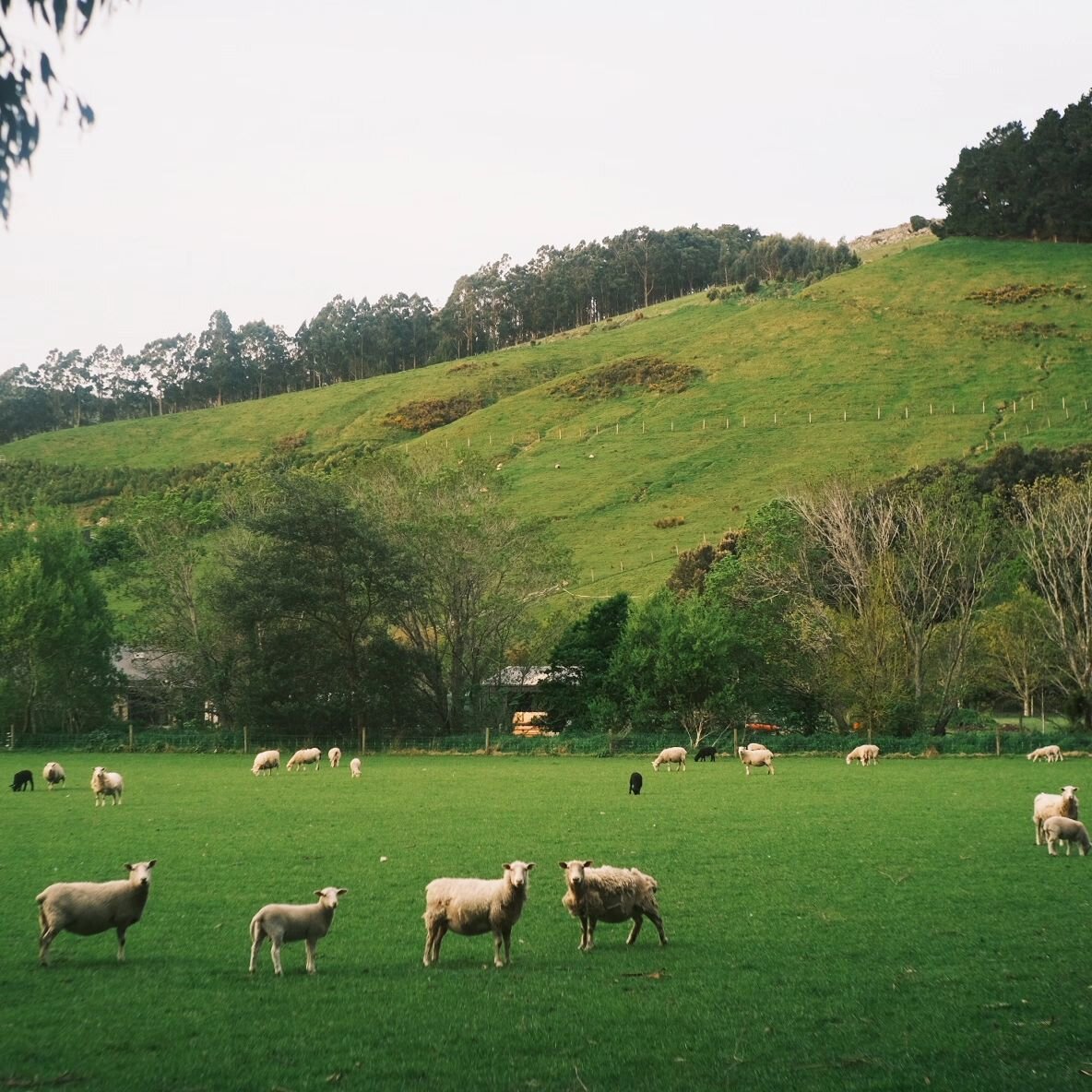 9 days back in Aotearoa New Zealand.

Sheep. Lush greens. Spring blossoms. Turquoise waters. Camila. Old friends. New friends. Connection. Elements. Fire. Community. 

Not pictured but felt: exhaustion, elation, sadness, thrill, disappointment, uncer
