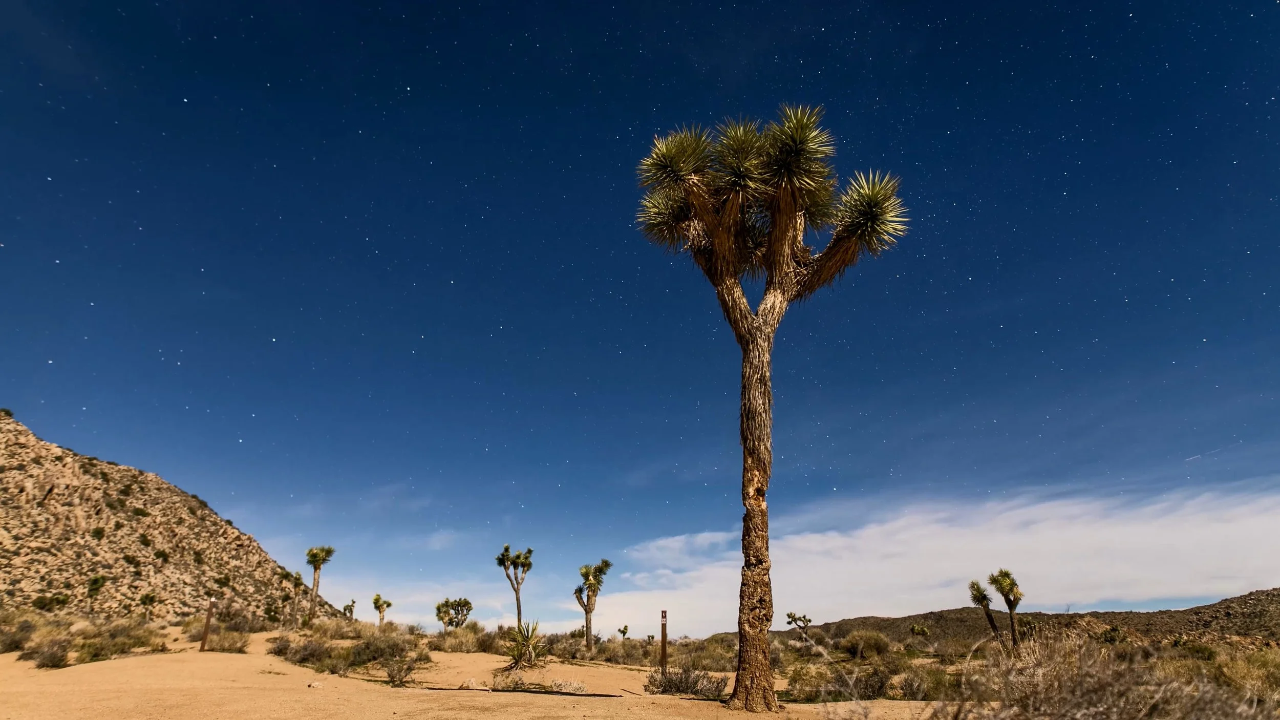 Joshua Tree over Winter Solstice (2018)