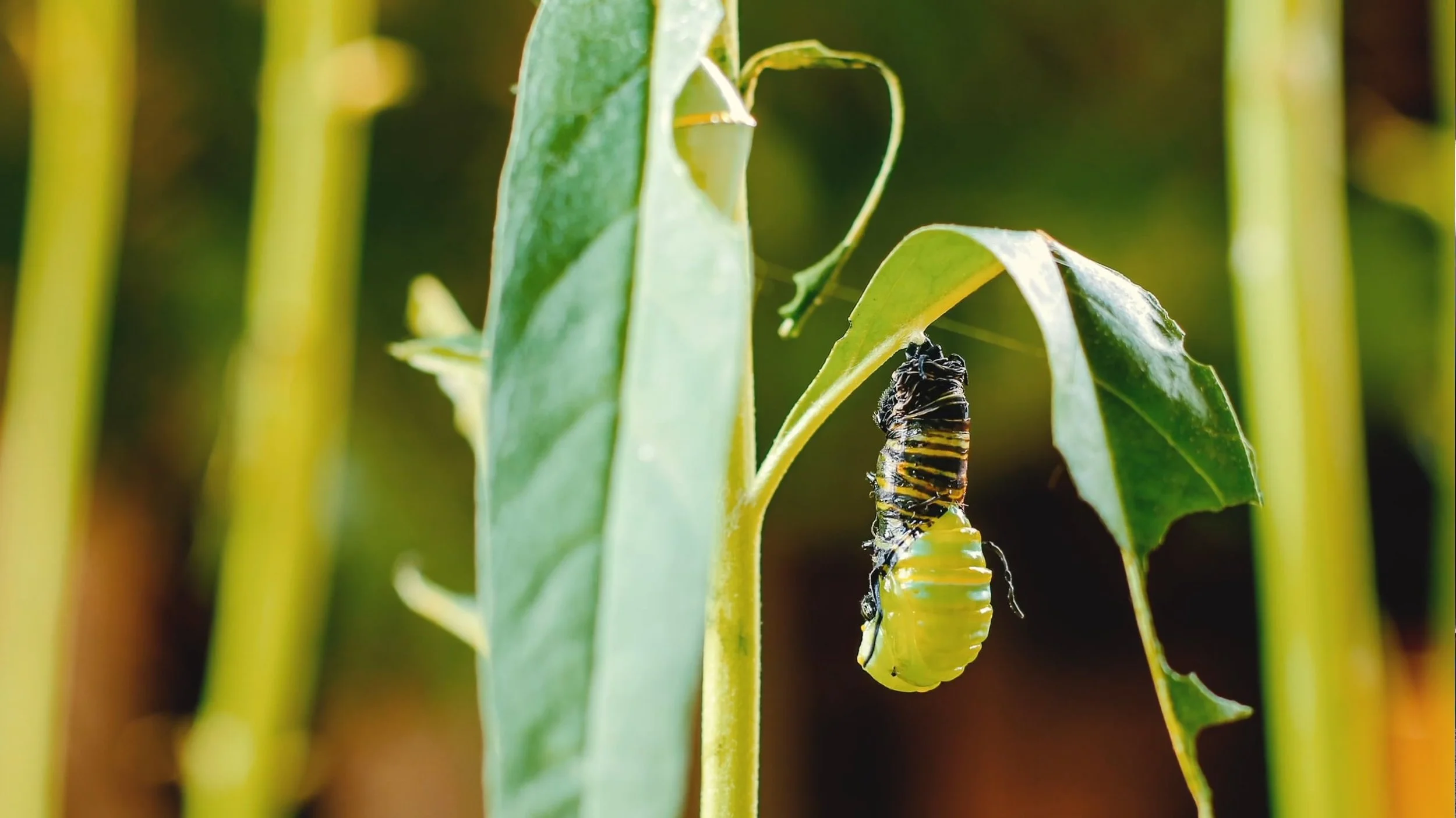 Caterpillar Crysallis Metamorphosis (2018)
