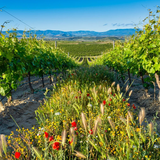  Spanish Wine Tasting