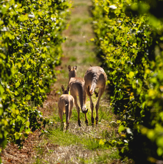 Australian Wine Tasting