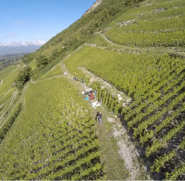 French Wine Tasting with Vineyard Brands