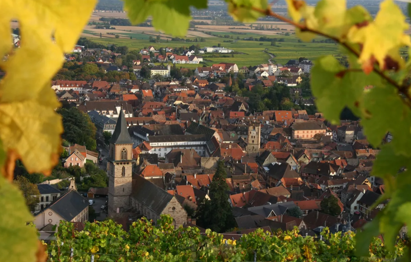 French Wine Tasting