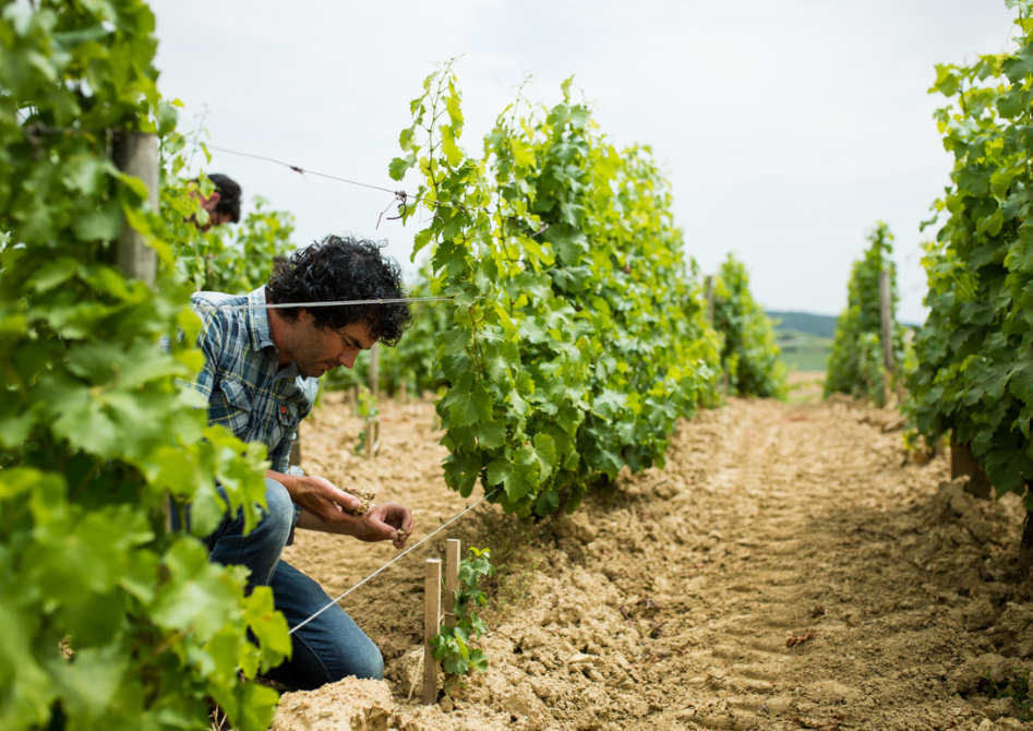 European Wine Tasting
