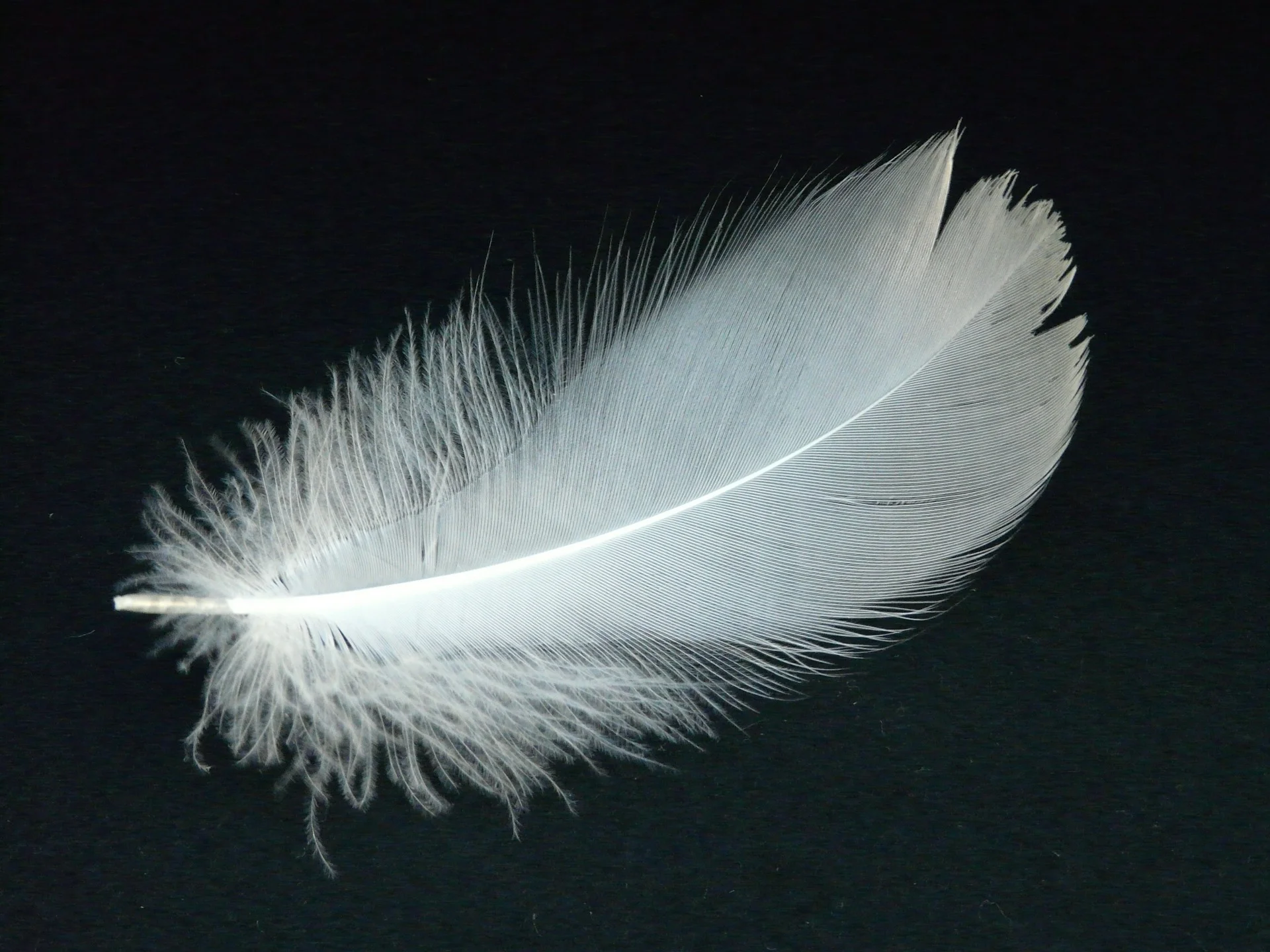 Floating Feather