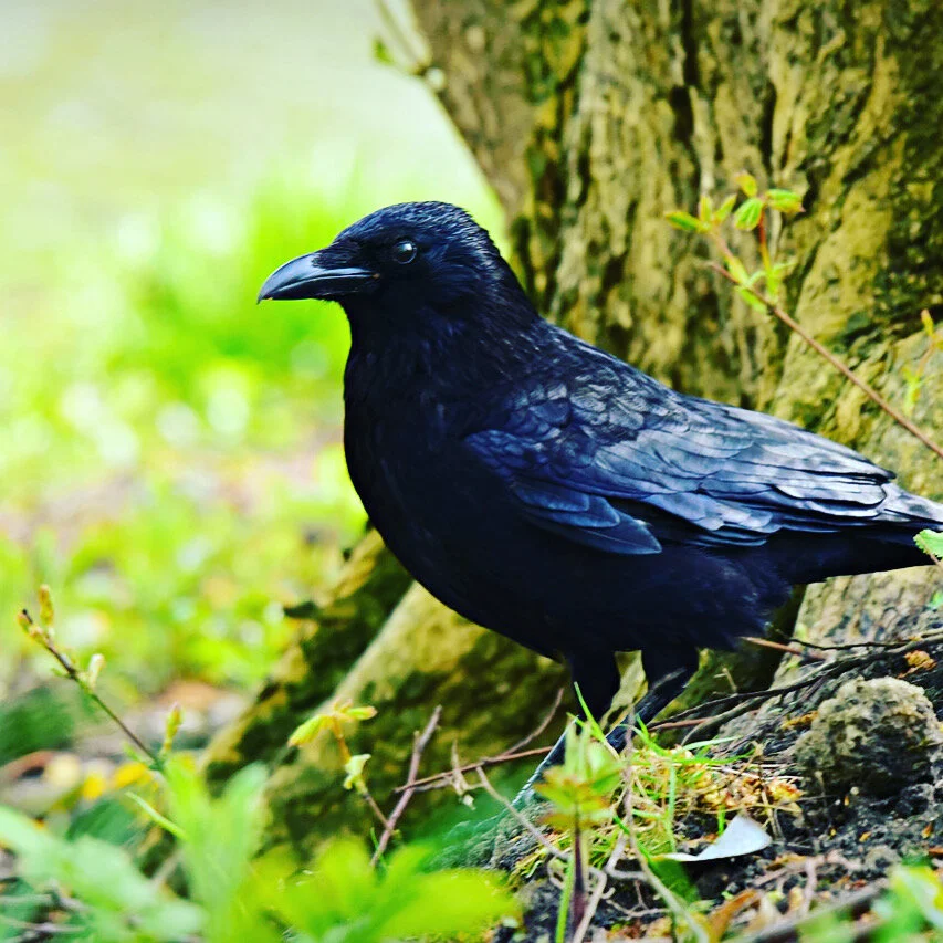 Providence or Punishment