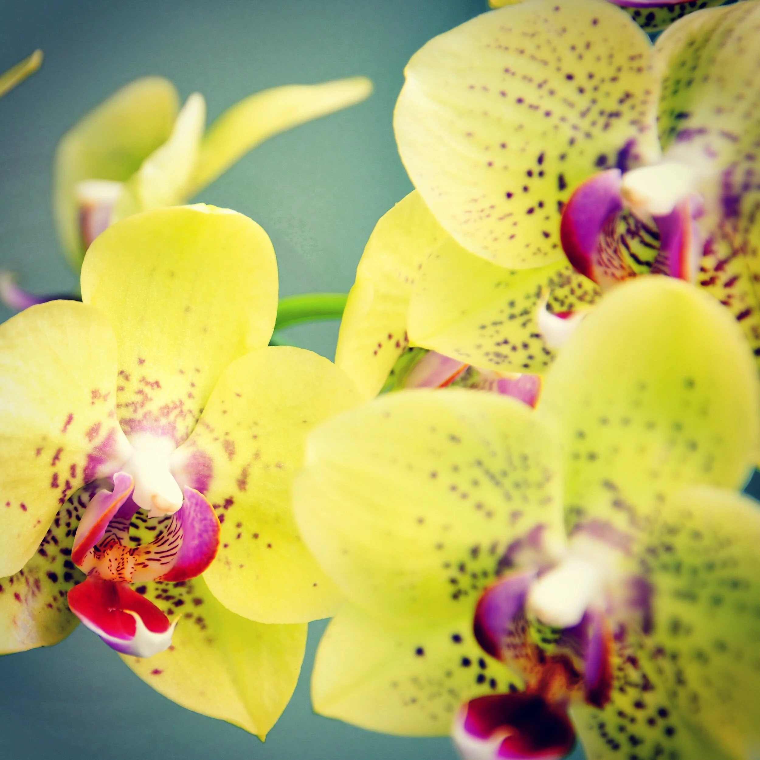 Amazing Career Creator