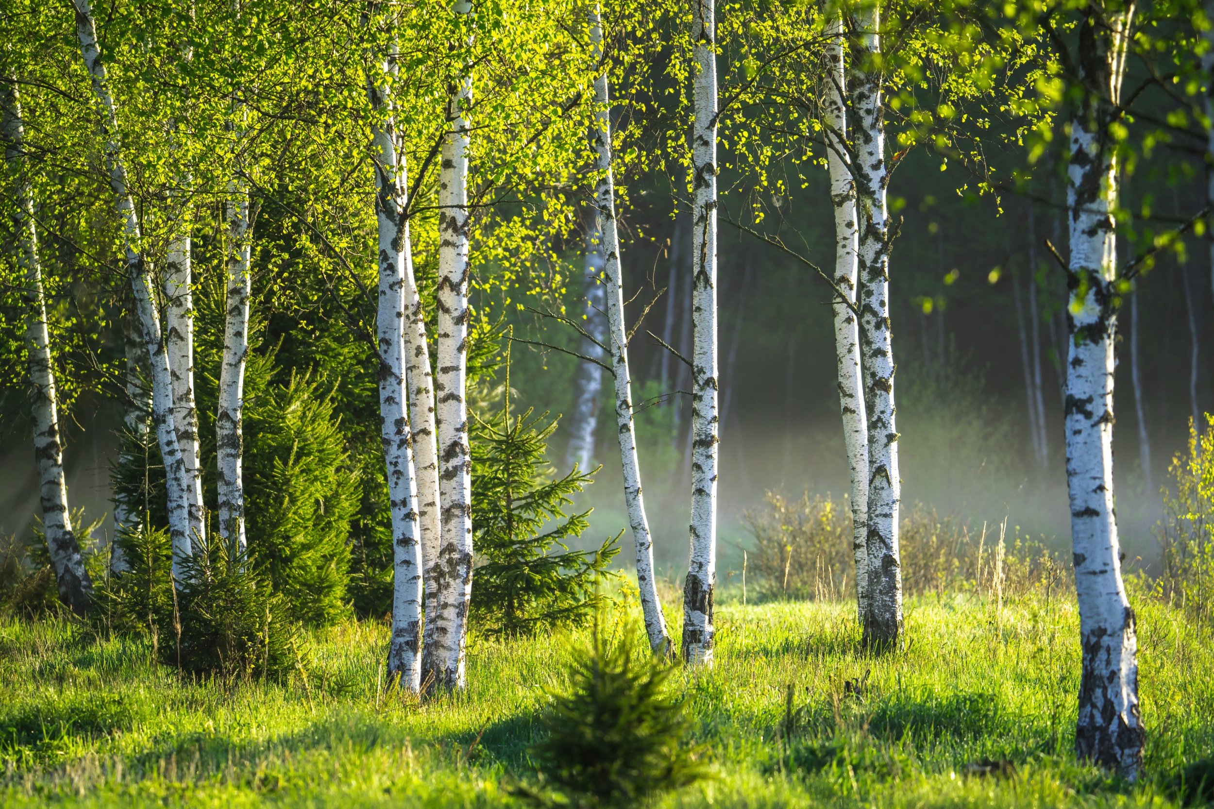 Why You Need to Sit Under a Birch Tree