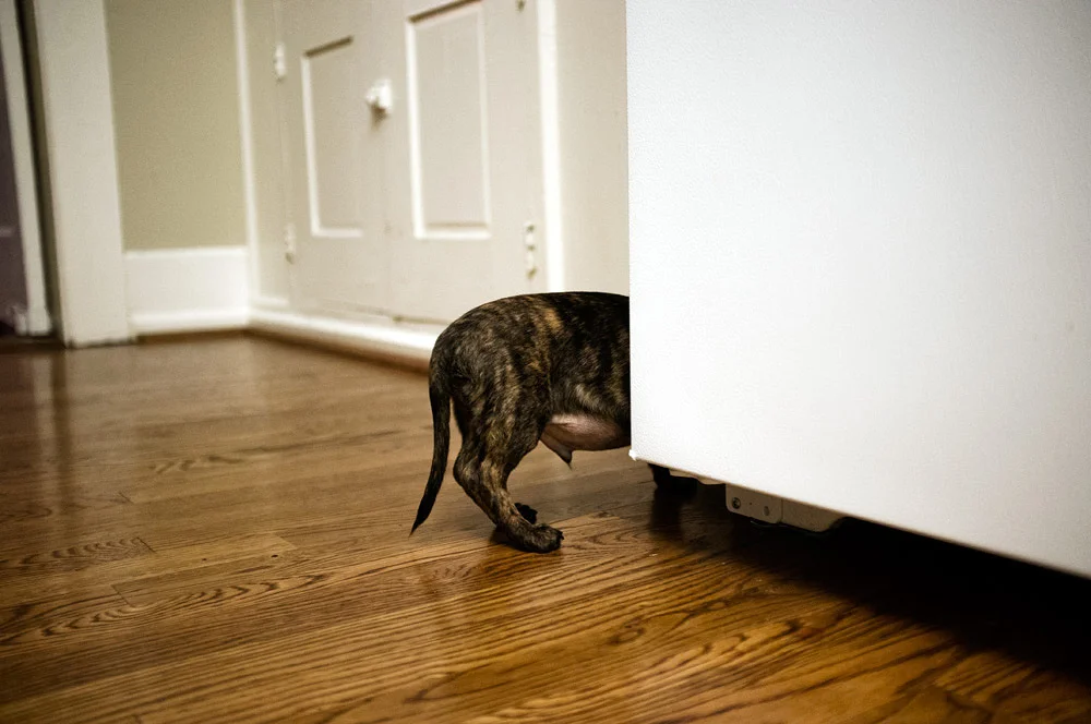 PageImage-522692-4549789-finbutt.jpg