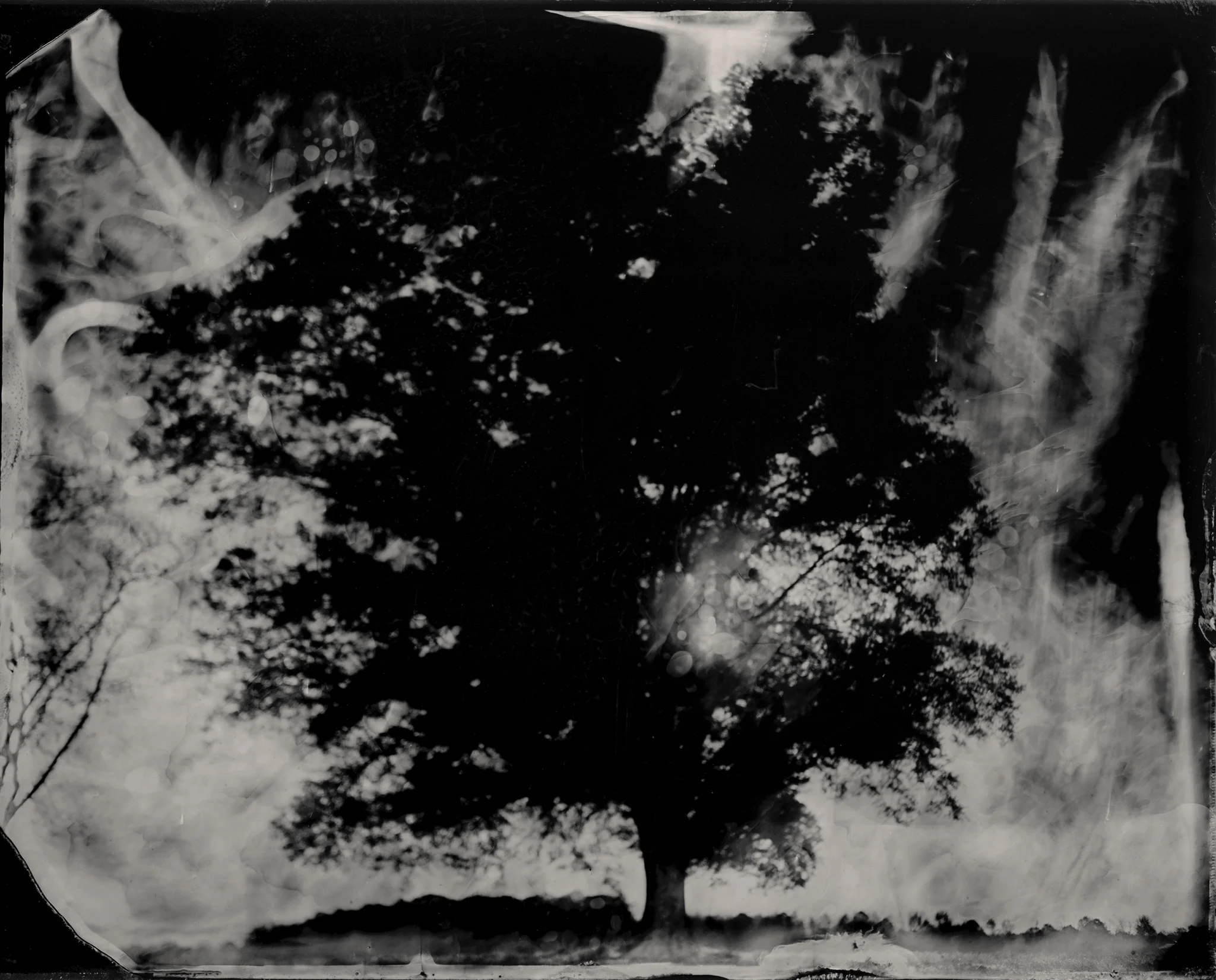 04_08_17_Gusdugger_turkeytown_tree_outtake.jpg