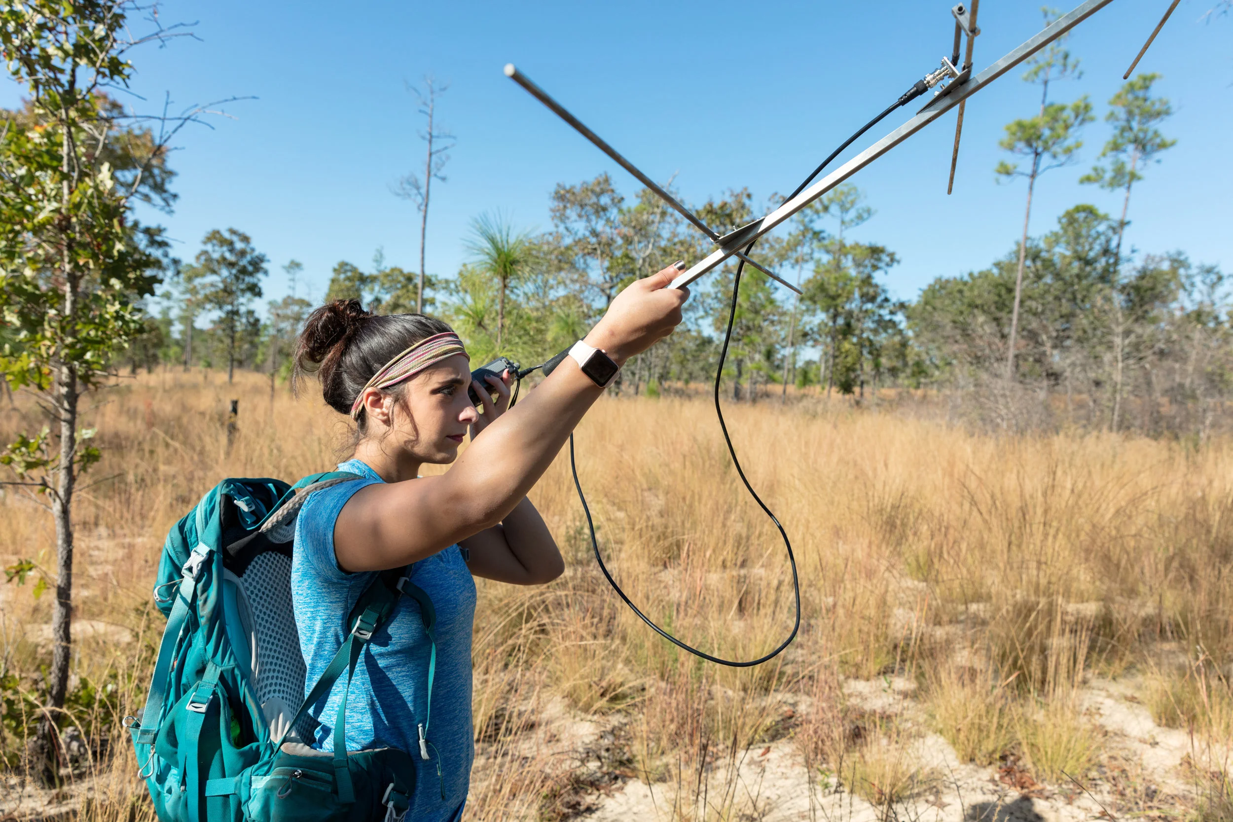 Sara using a radio tracker to find snakes equipped with radio trackers.