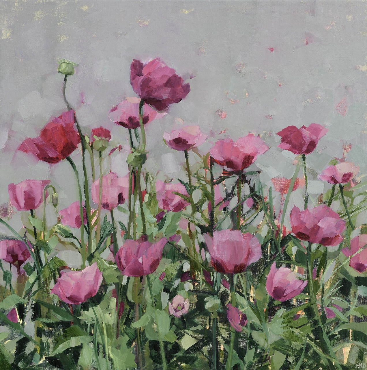 Pink Poppies (CCA)