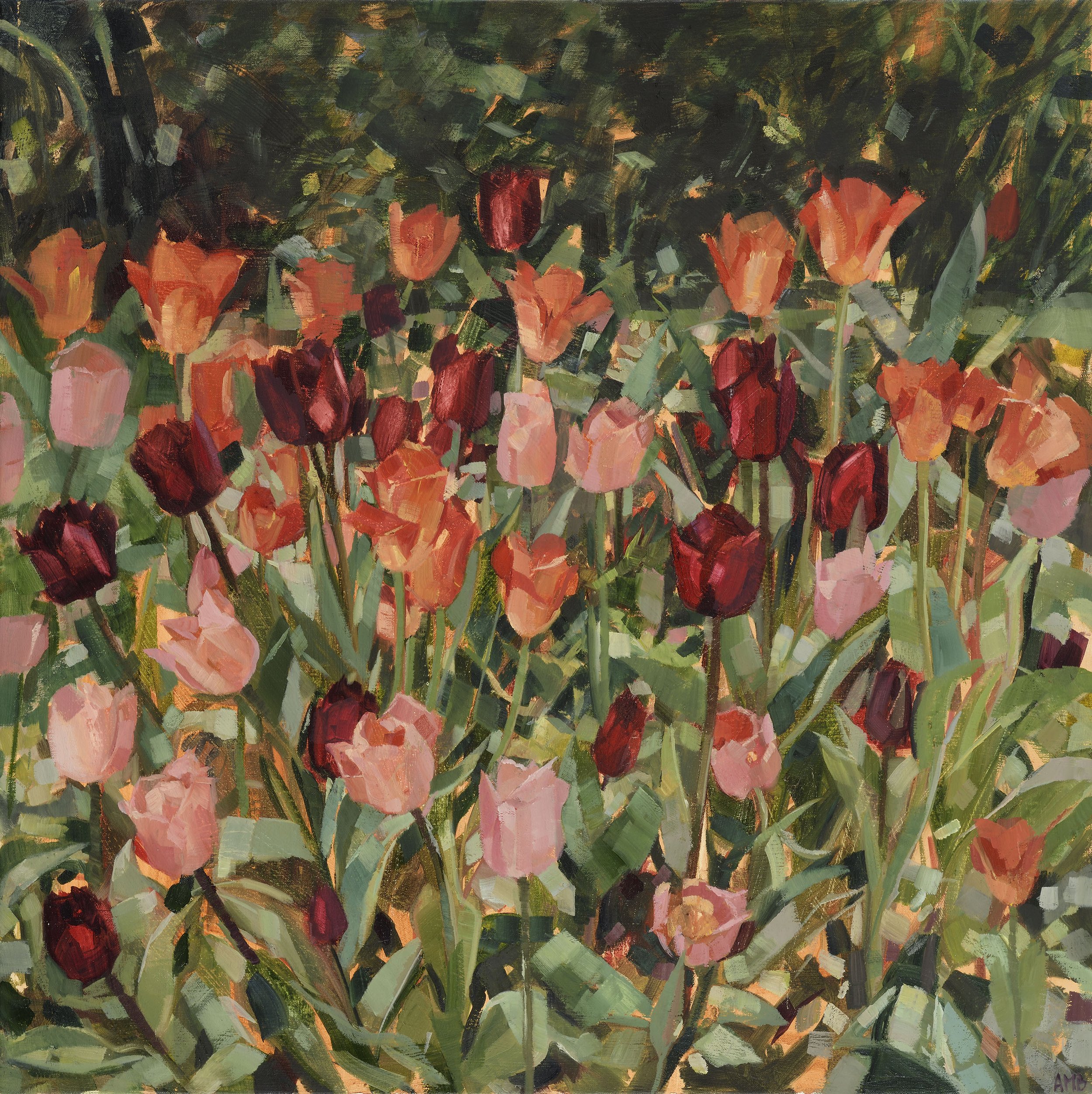 Tulip Border (TG)