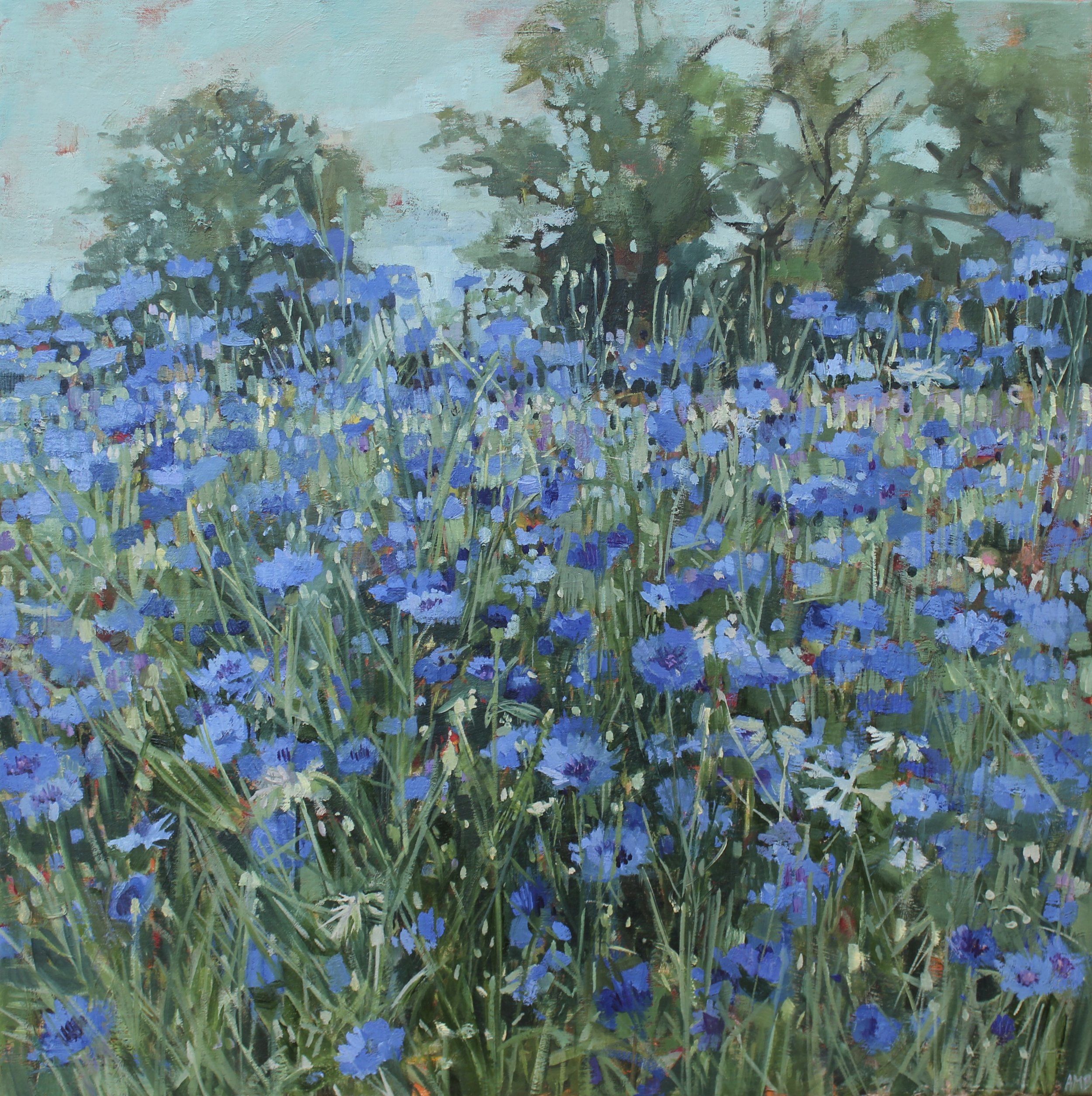 Cornflower Meadow (Cambridge Botanical Garden)