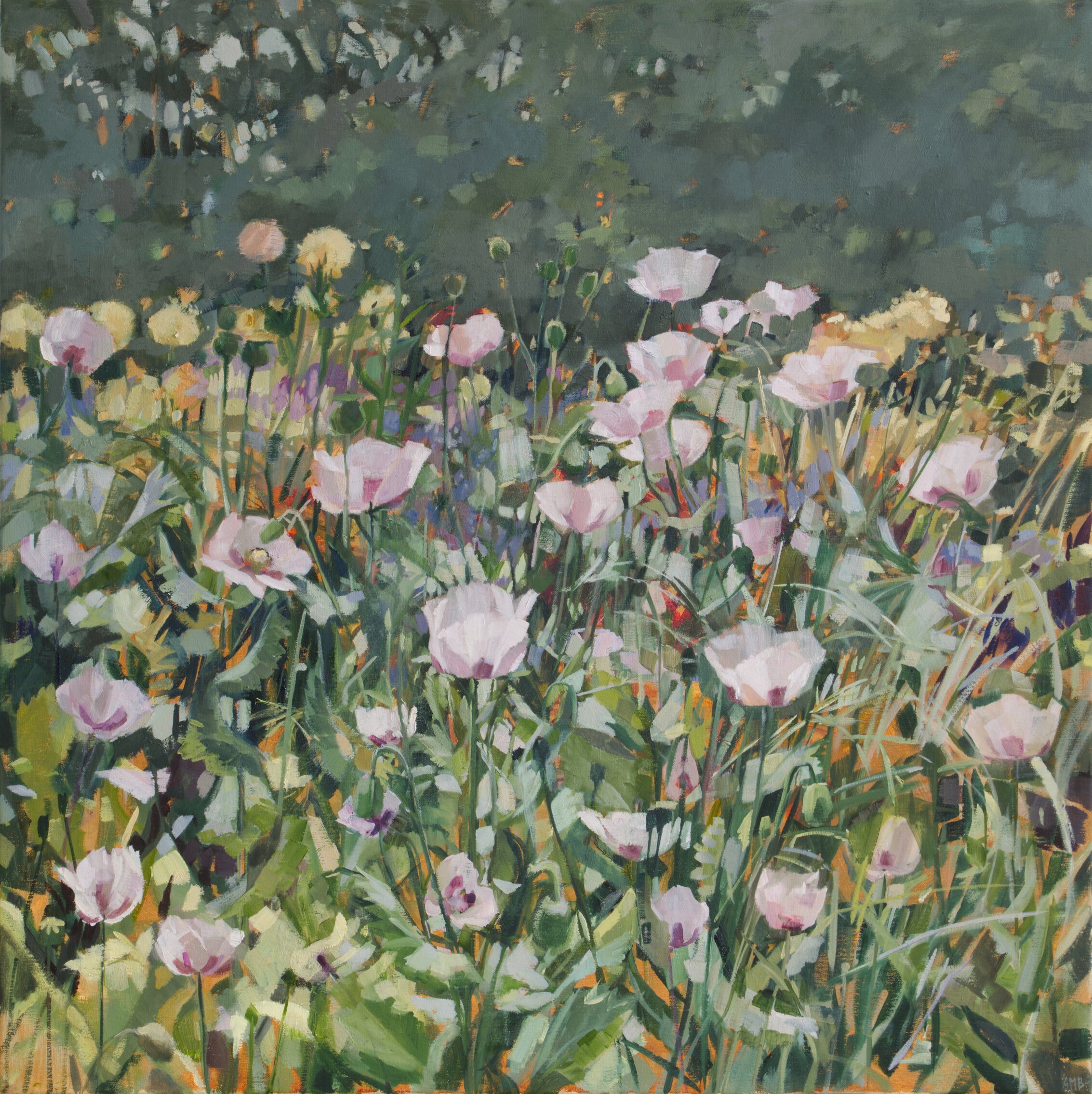 May Morning - Pink Poppies at Cambridge Botanic Garden (CCA)