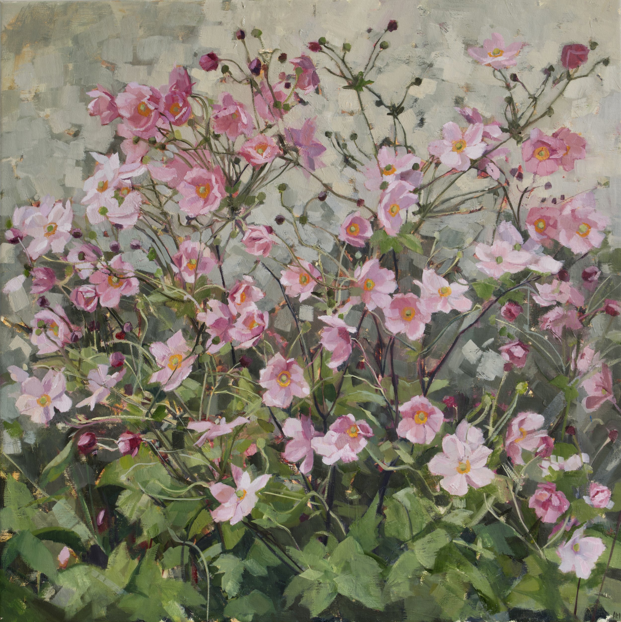 Pink Japanese Anemones (CCA)