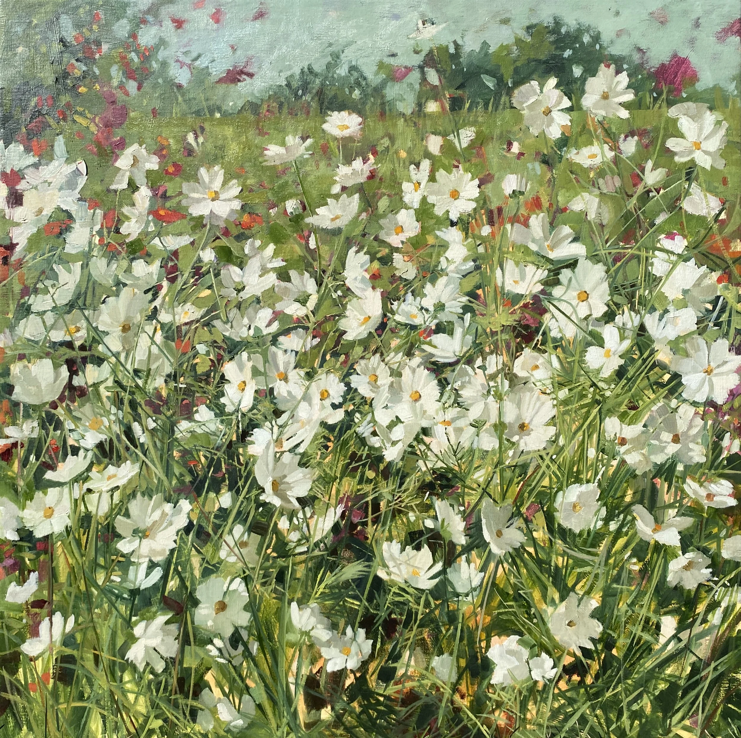Summer Song – White Cosmos