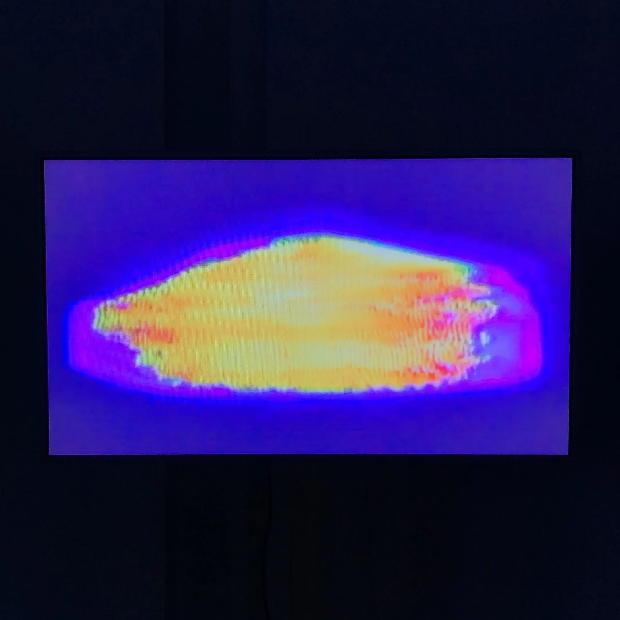 Intens kroppsvisitering