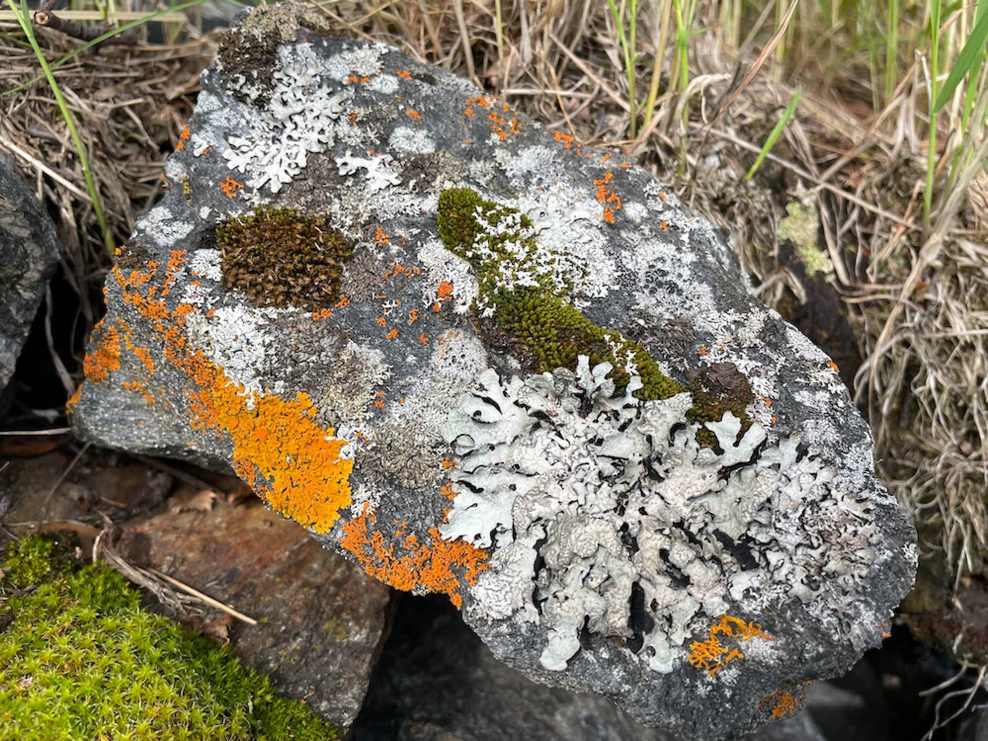  Rock with lichen. Photo: HC Gilje.  