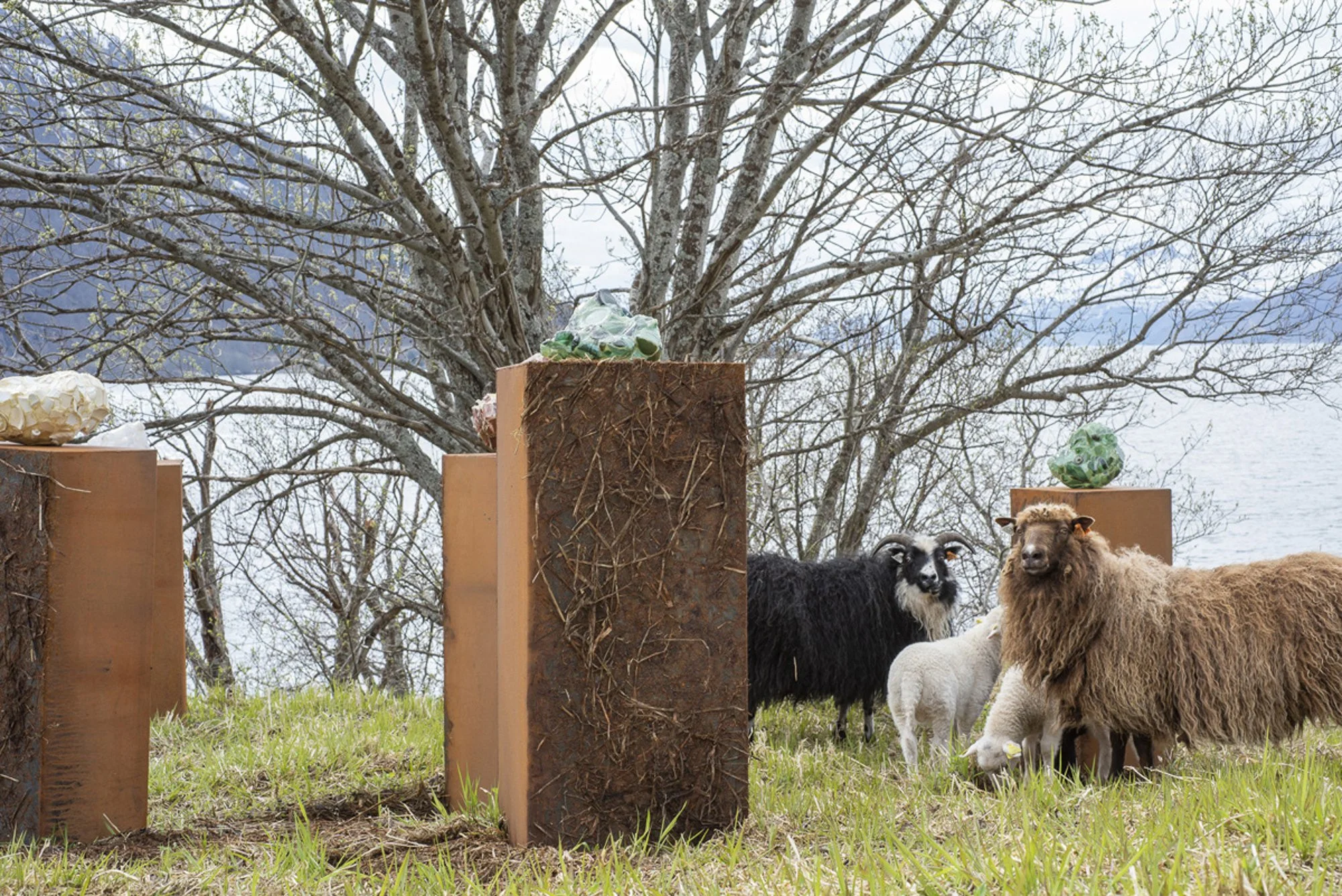  Sauene i skulpturparken. Foto: Lavangsnes Wünderkammer 