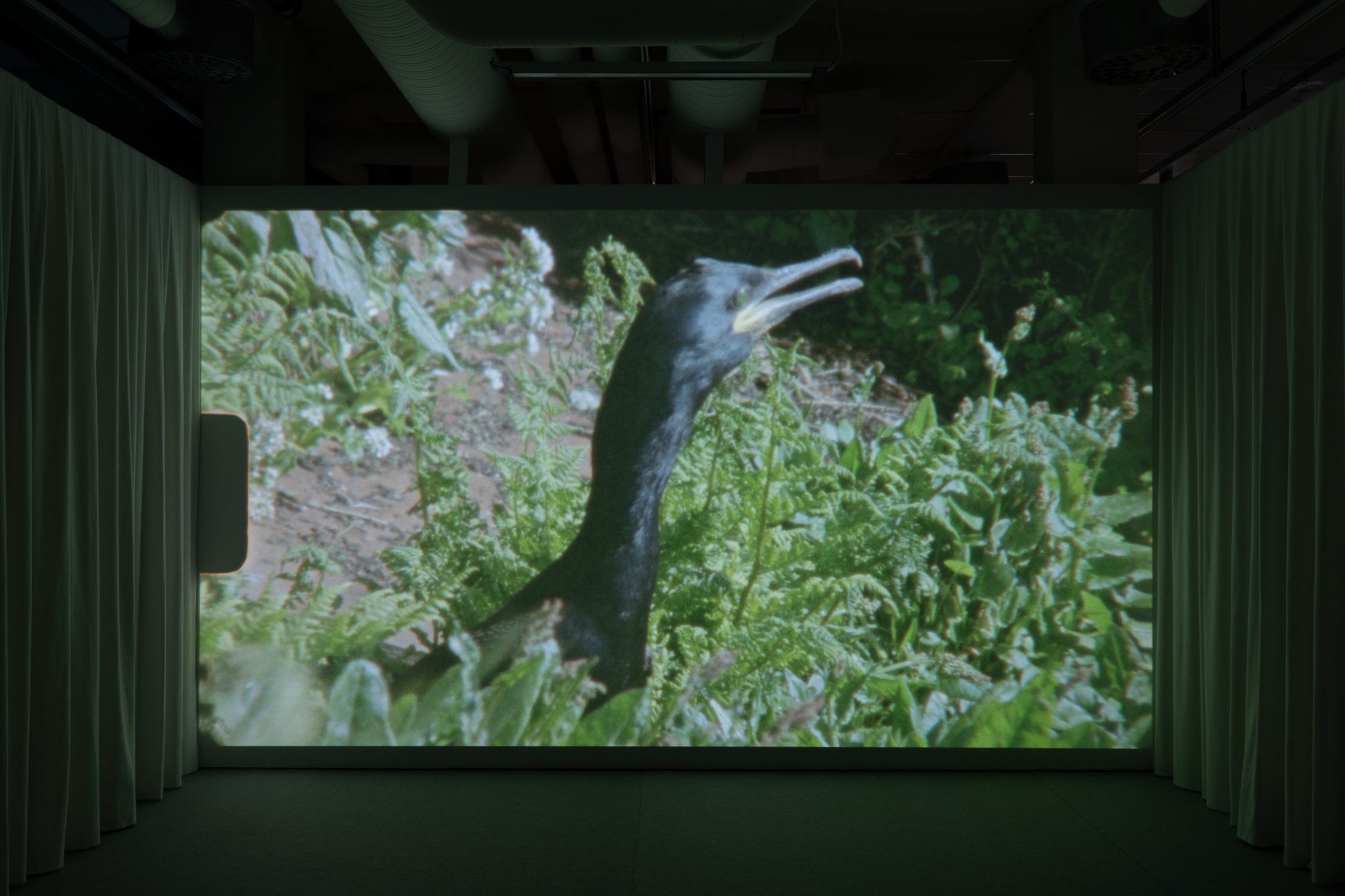  Visning av  Choreographies towards loss  (2024), film av Irene Kaltenborn. Foto: Irene Kaltenborn 