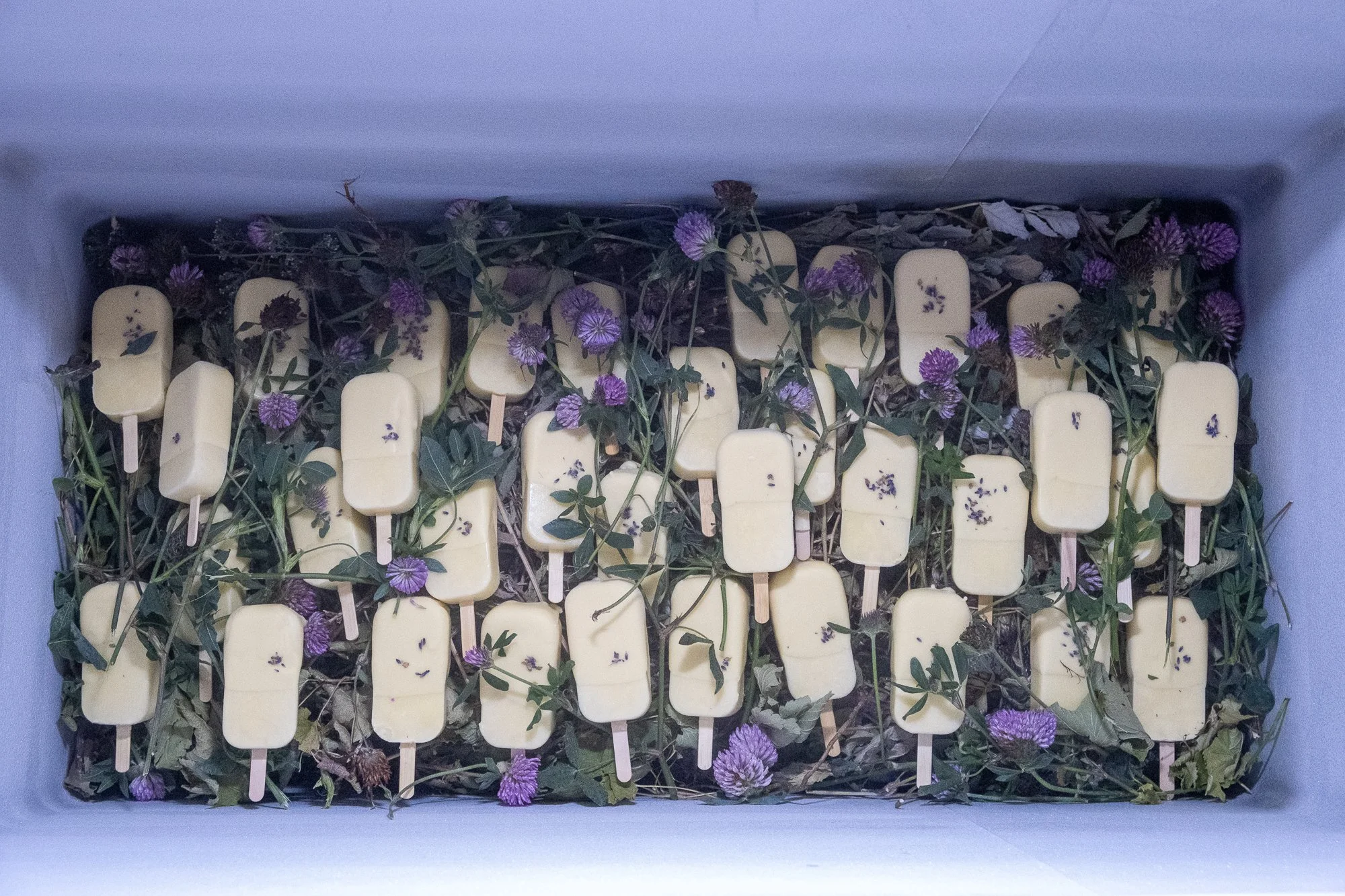  soso brafield’s  Frozen production  (2025), a chest full of ice cream and dried medical plants. Photo: Kurant 