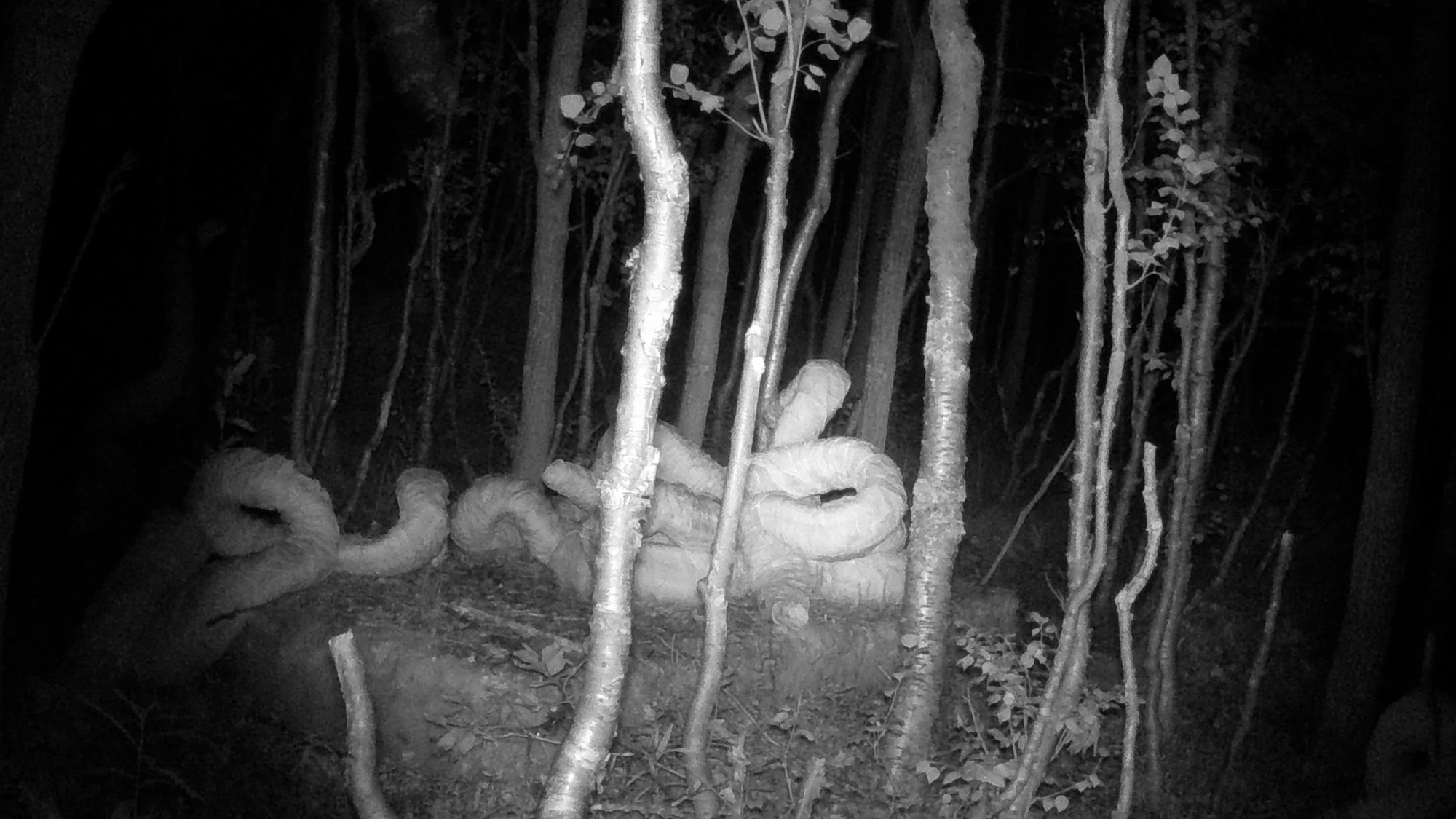  Stillbilde fra videoverket som inngår Annike Flos kunstprosjekt  Jærtegn  (2025). Foto: Annike Flo 