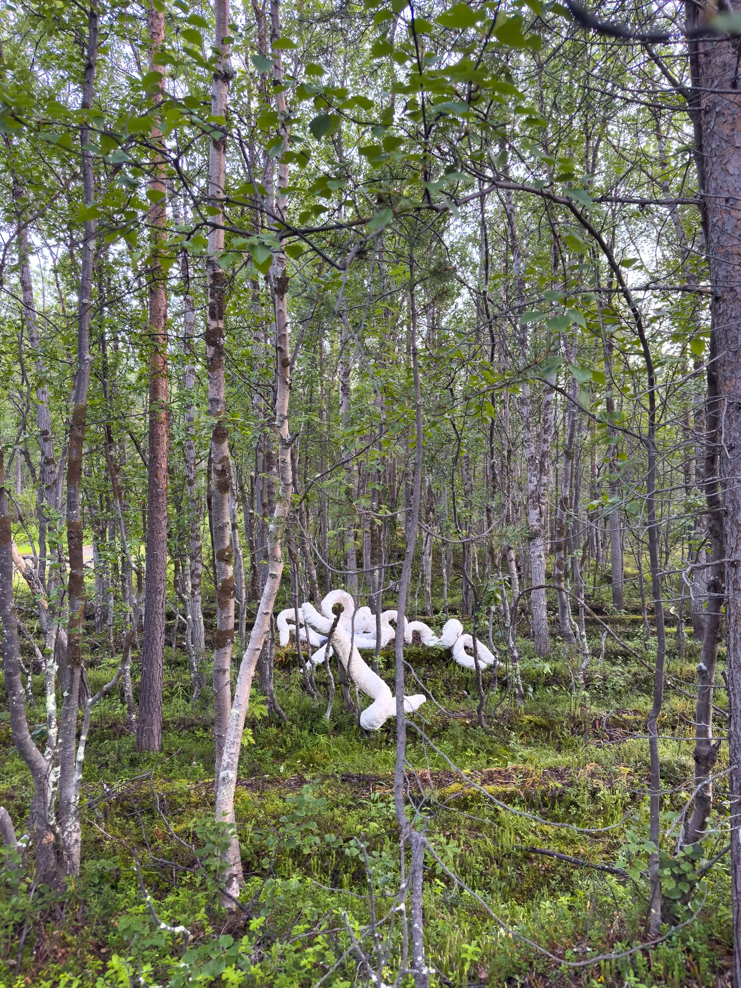  Foto: Hilde Sørstrøm 