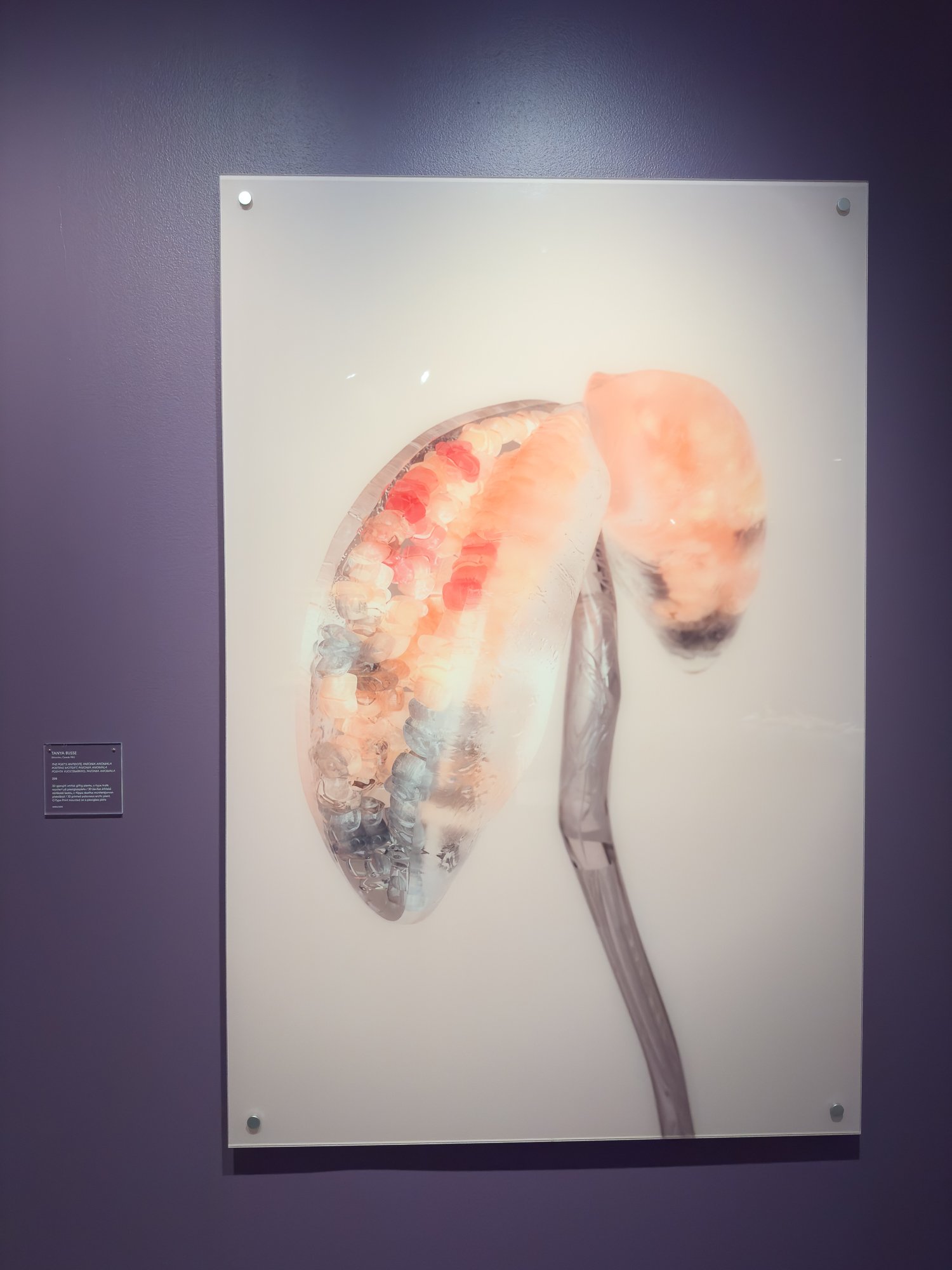   The Poet’s antidote, Paeonia Anomala  (2018). 3D-gjengitt akrtisk giftig plante. C-type trykk montert på plexiglassplate. Av Tanya Busse. Foto: Hakapik / Hilde Sørstrøm 