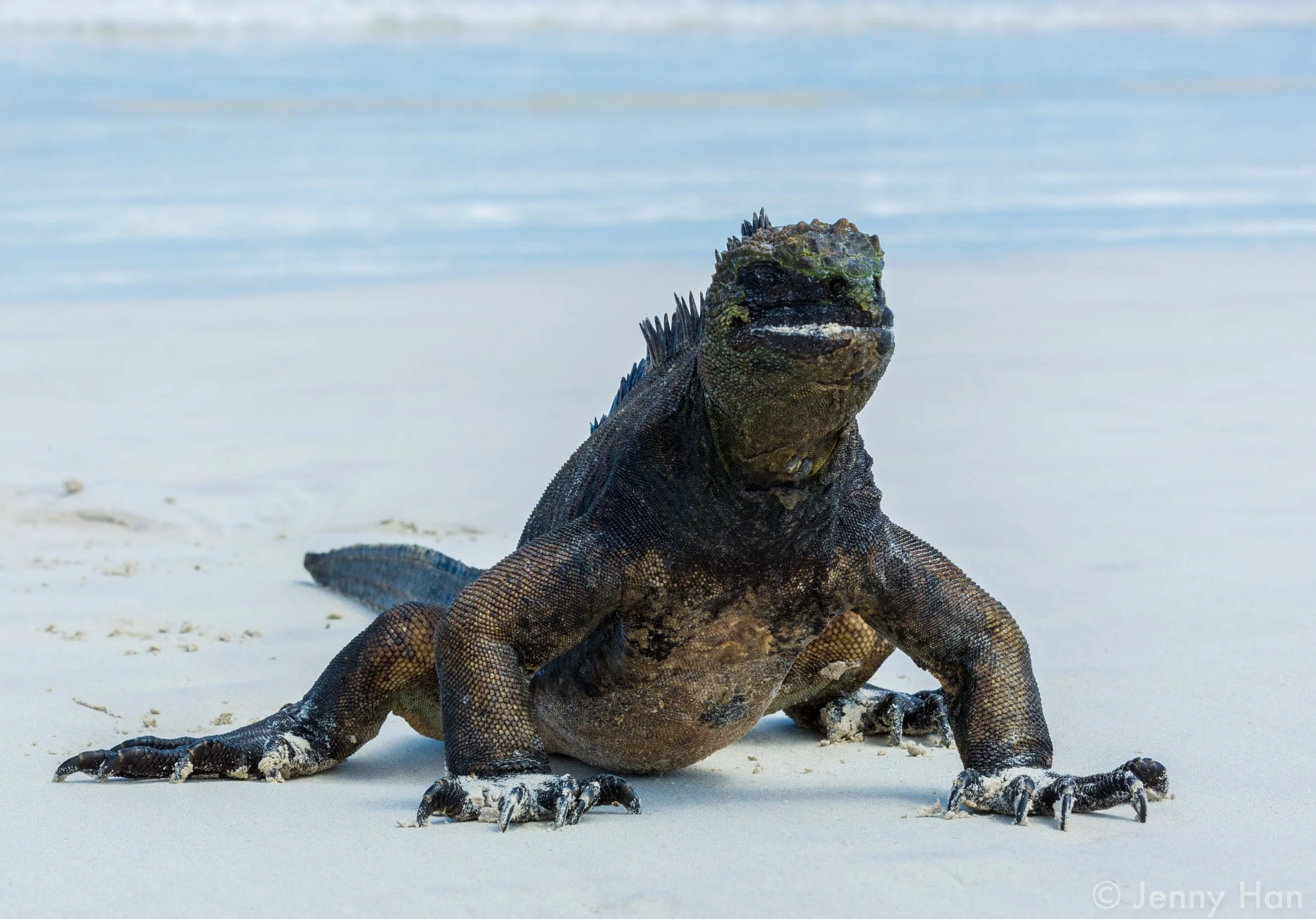 Solo Marine Iguana.jpg