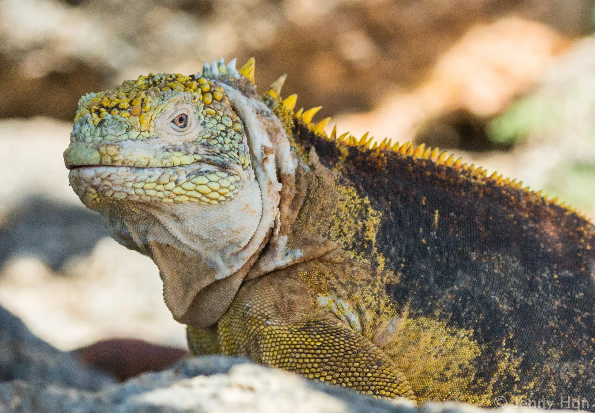 Yellow Iguana Close Up.jpg
