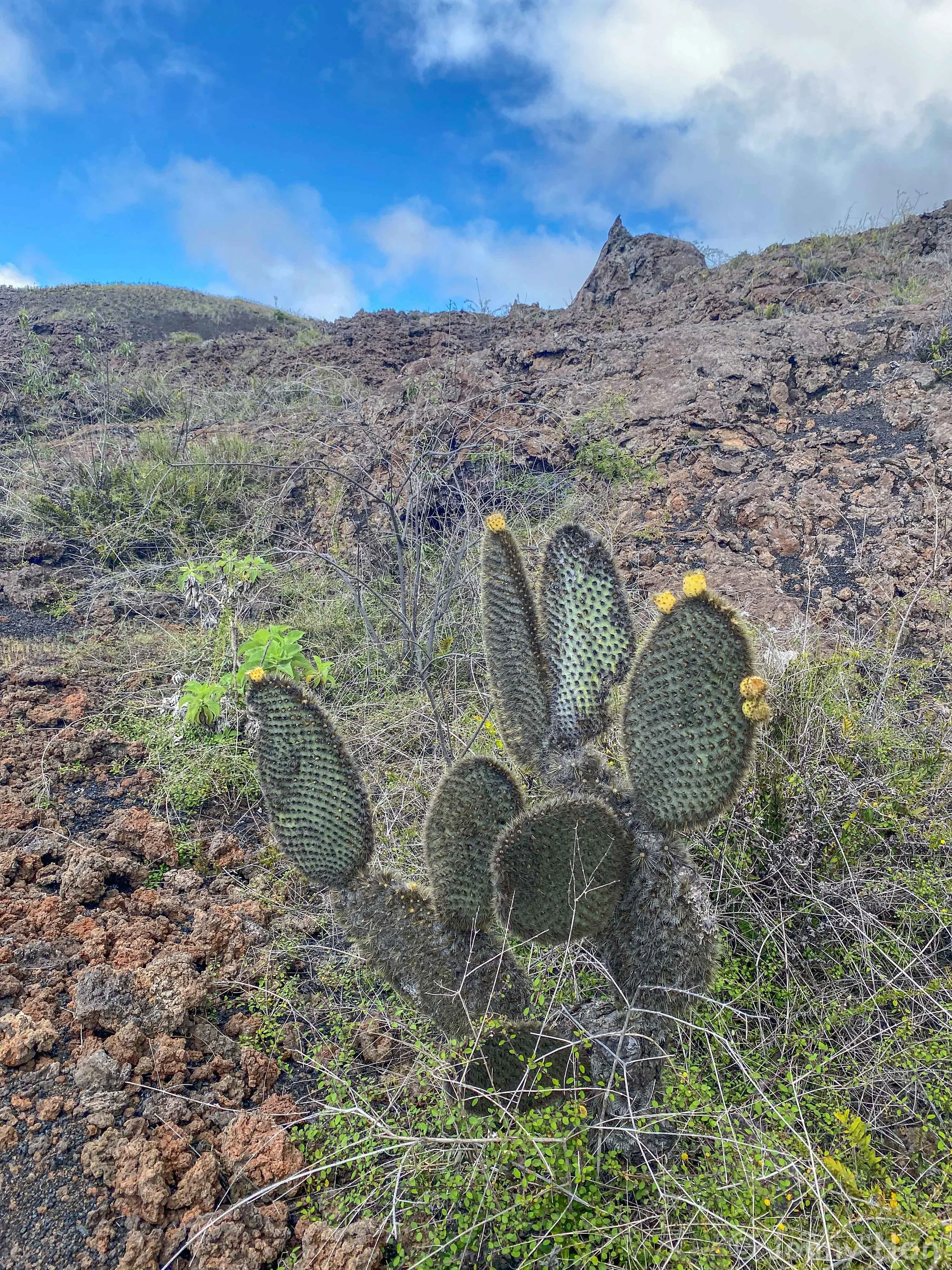 Volcan Chico Cactus.jpg