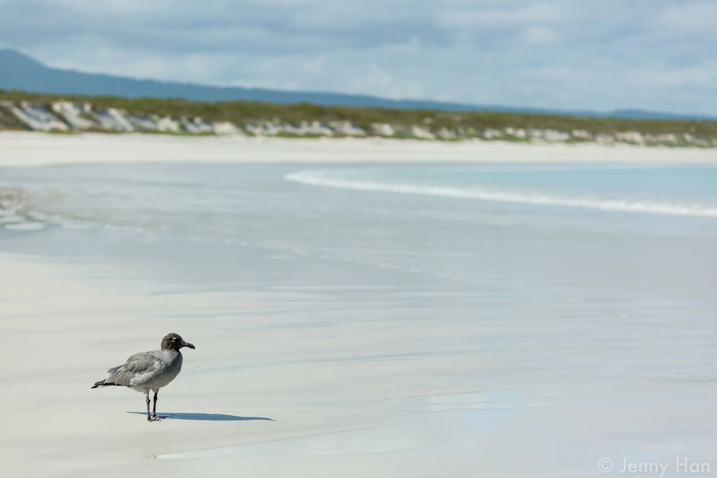 Lava Gull at Tortuga Bay.jpg