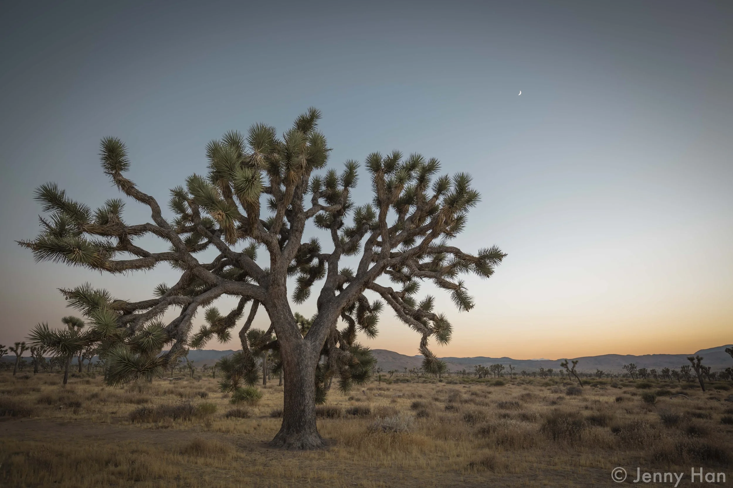 JTNP Large Johua Tree.jpg