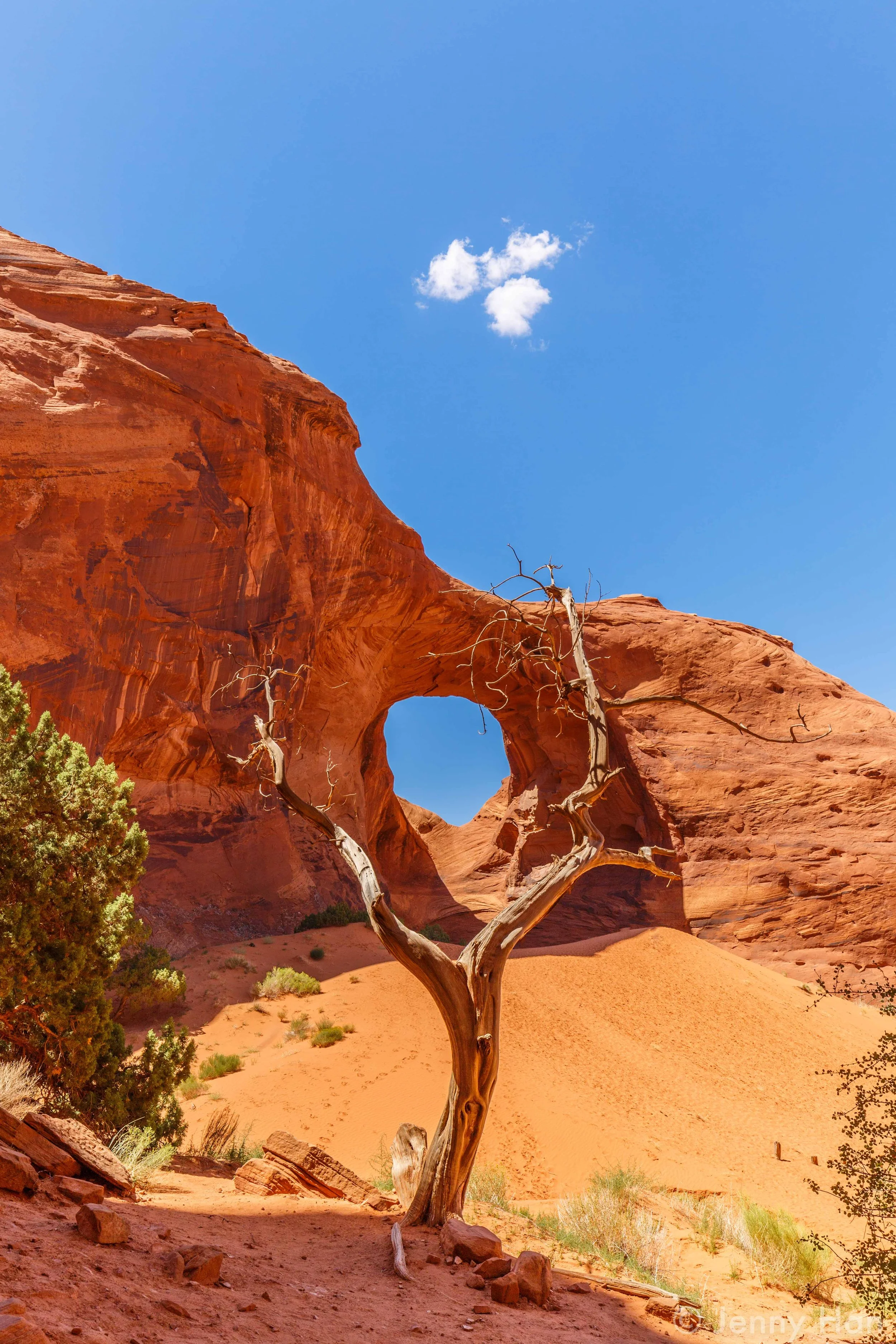 Ear_of_the_Wind_Arch_Tree.jpg