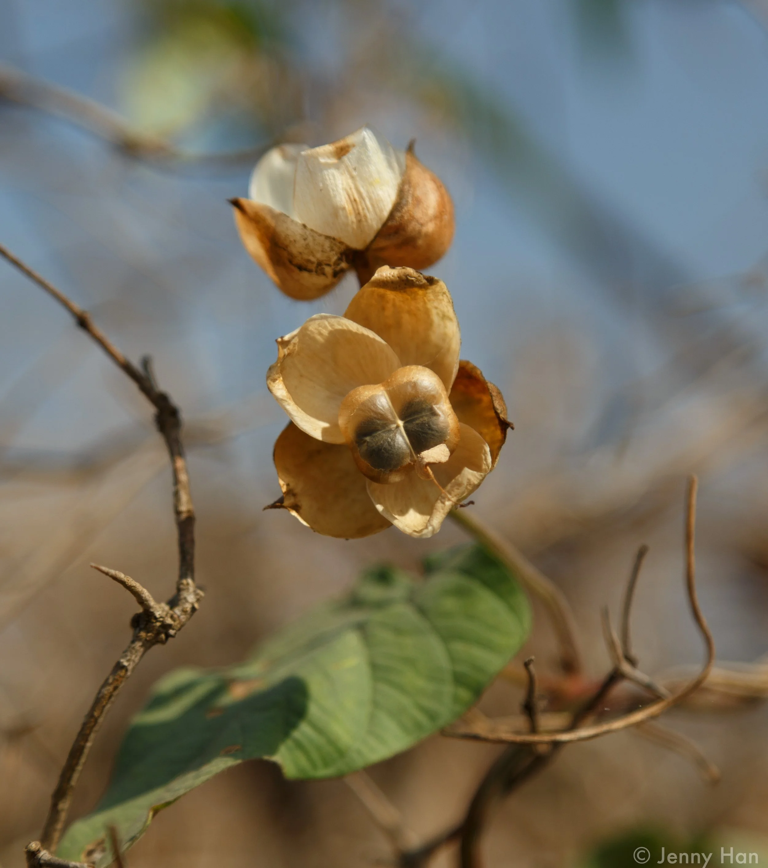 Flowers_of_GEV2.jpg