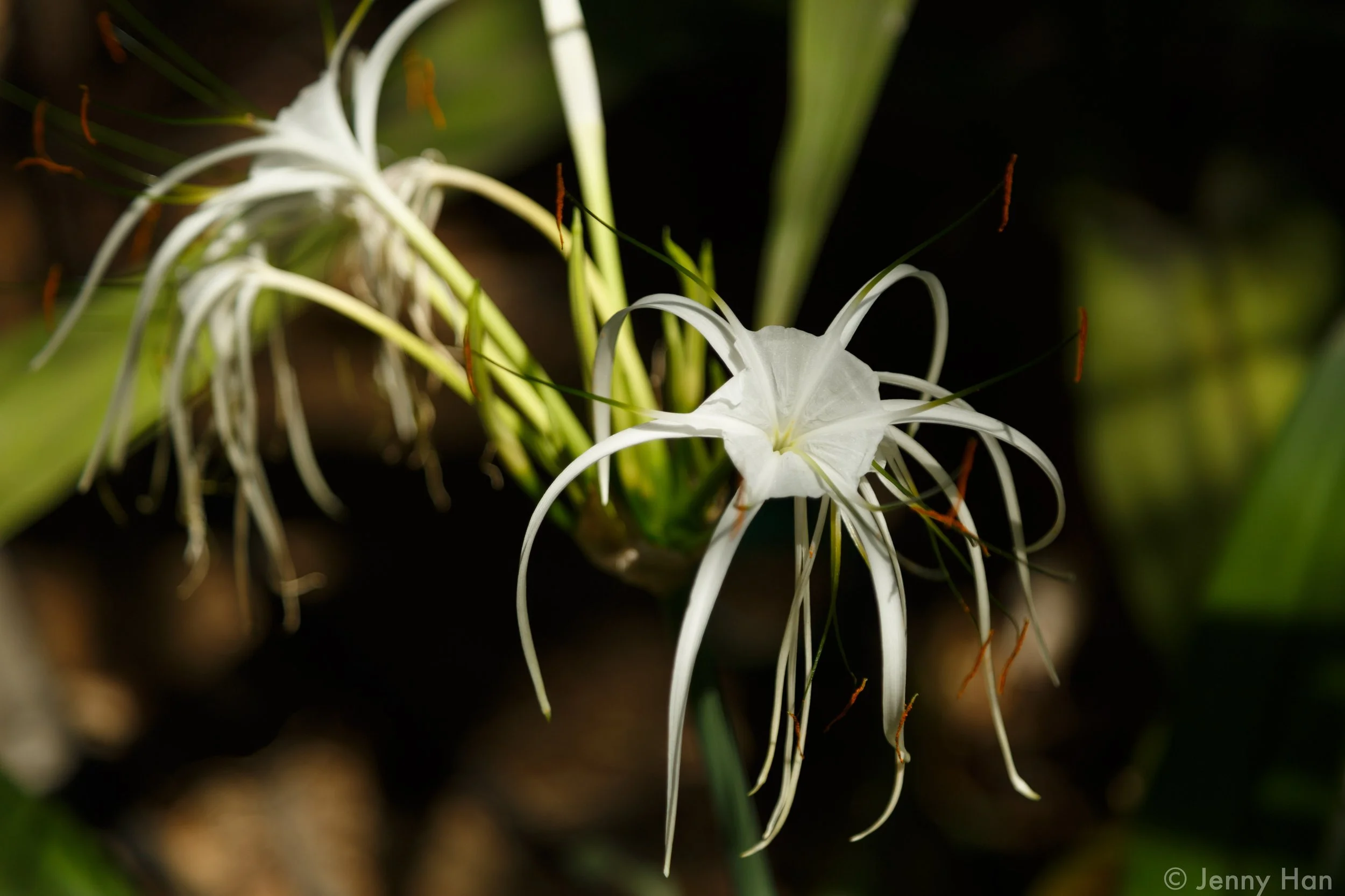 Flowers_of_GEV1.jpg