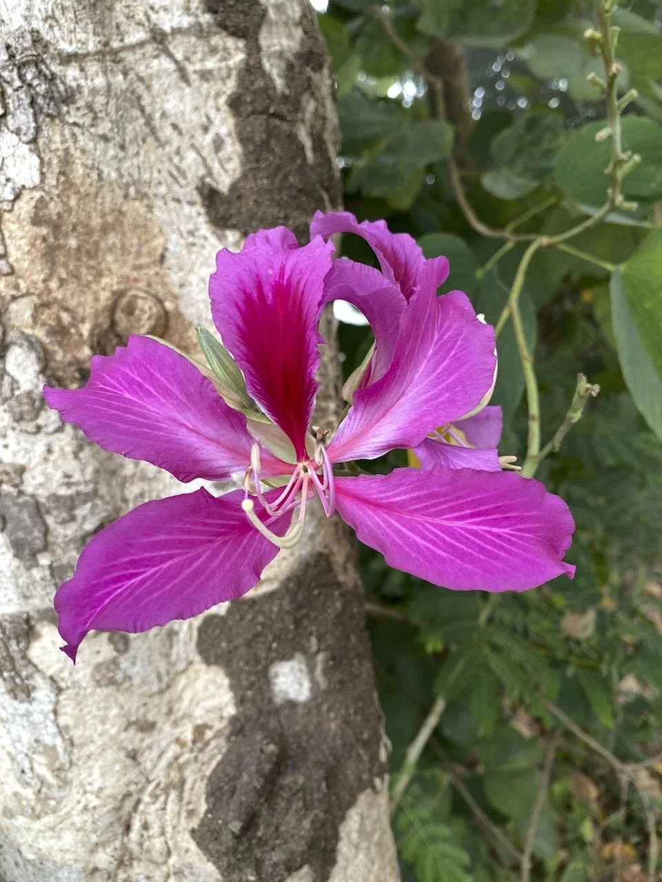 IMG_0882.jpeg