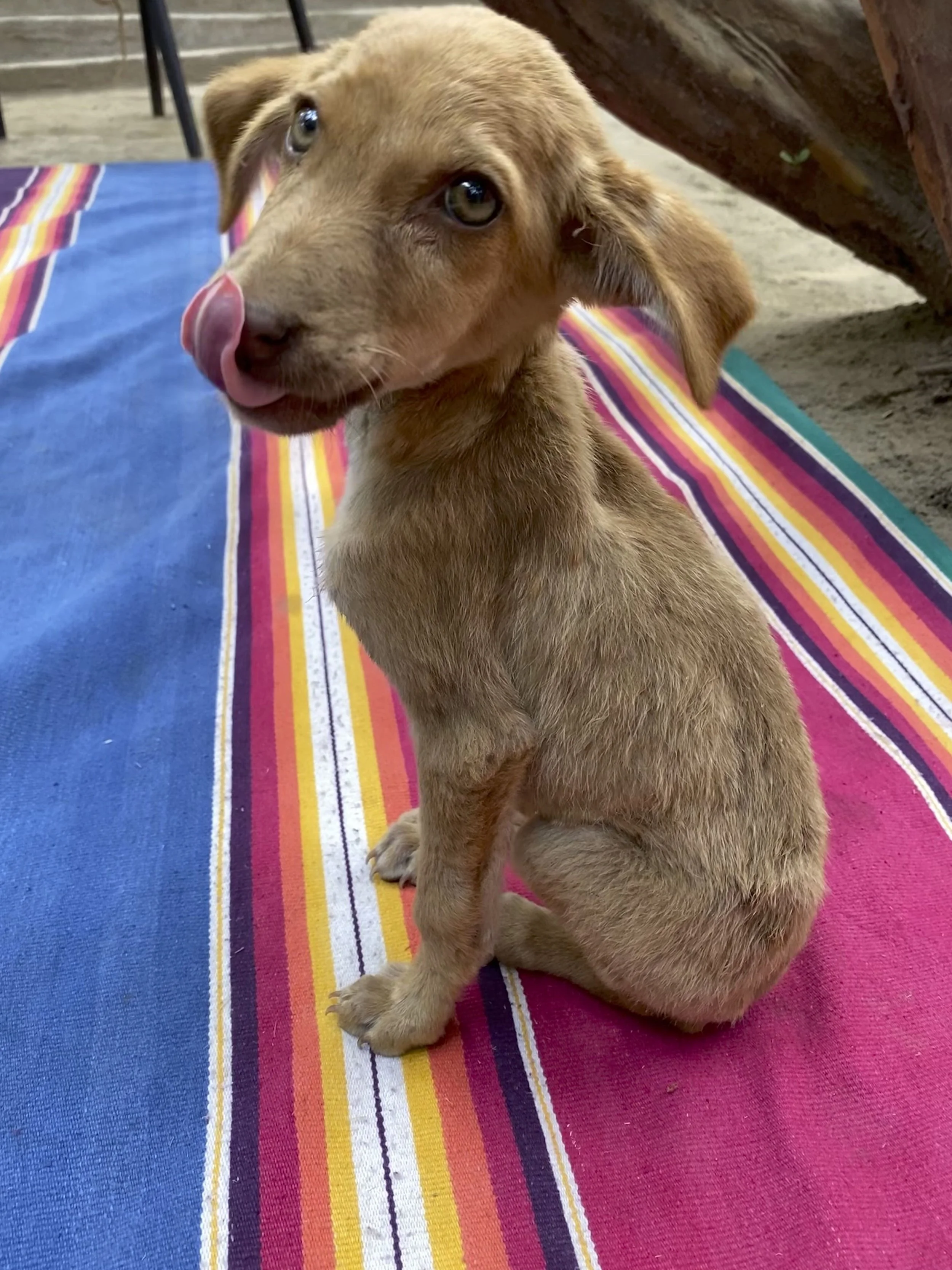 Puppy.jpeg