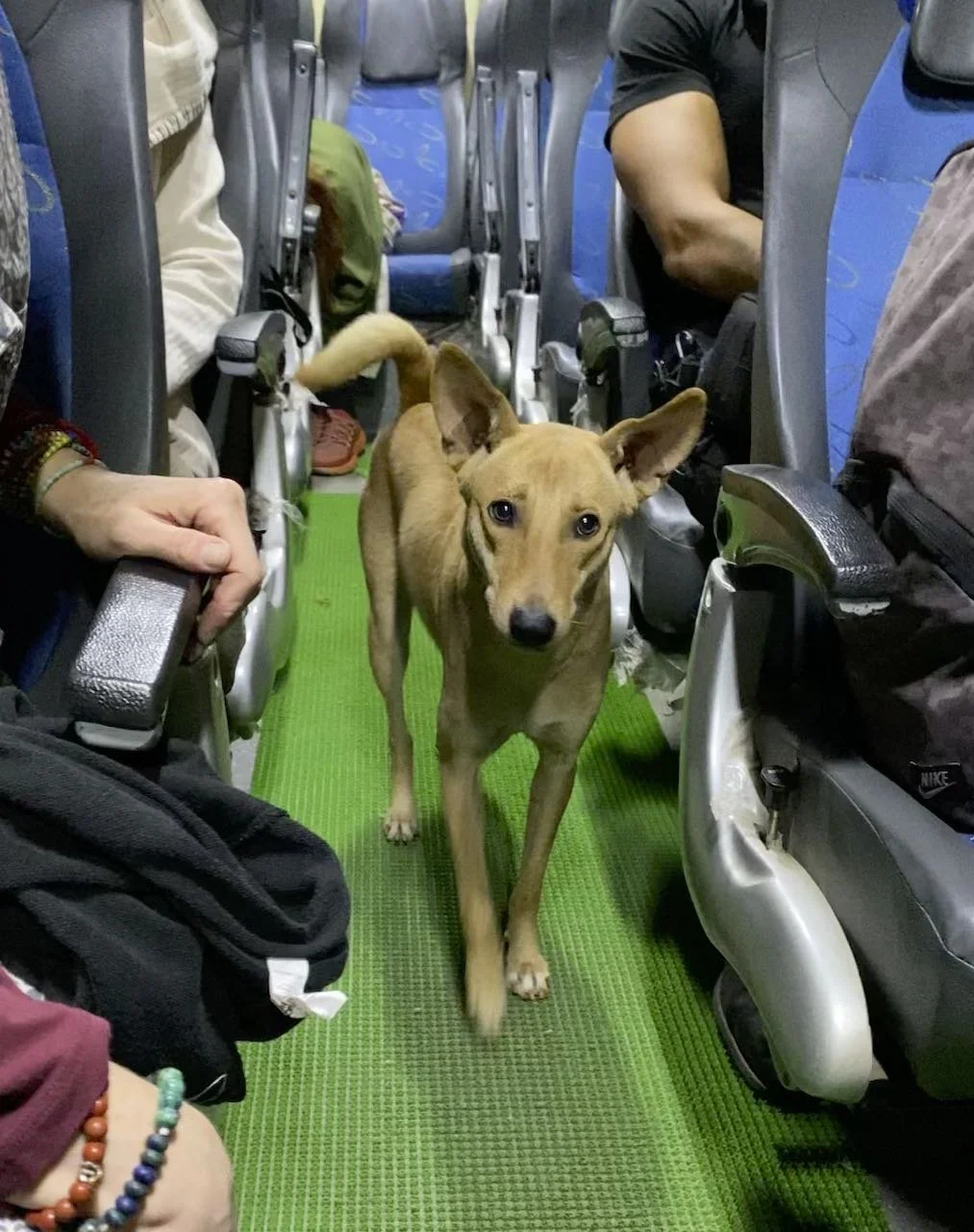 Ginger_Bus.jpeg