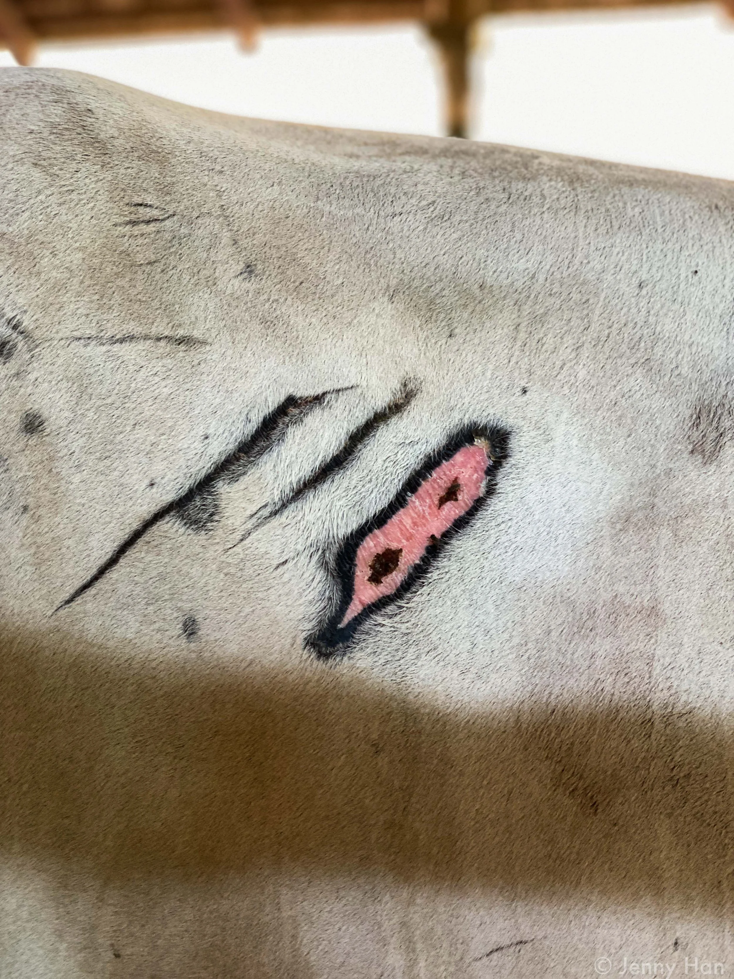 Cow_Scar.jpg