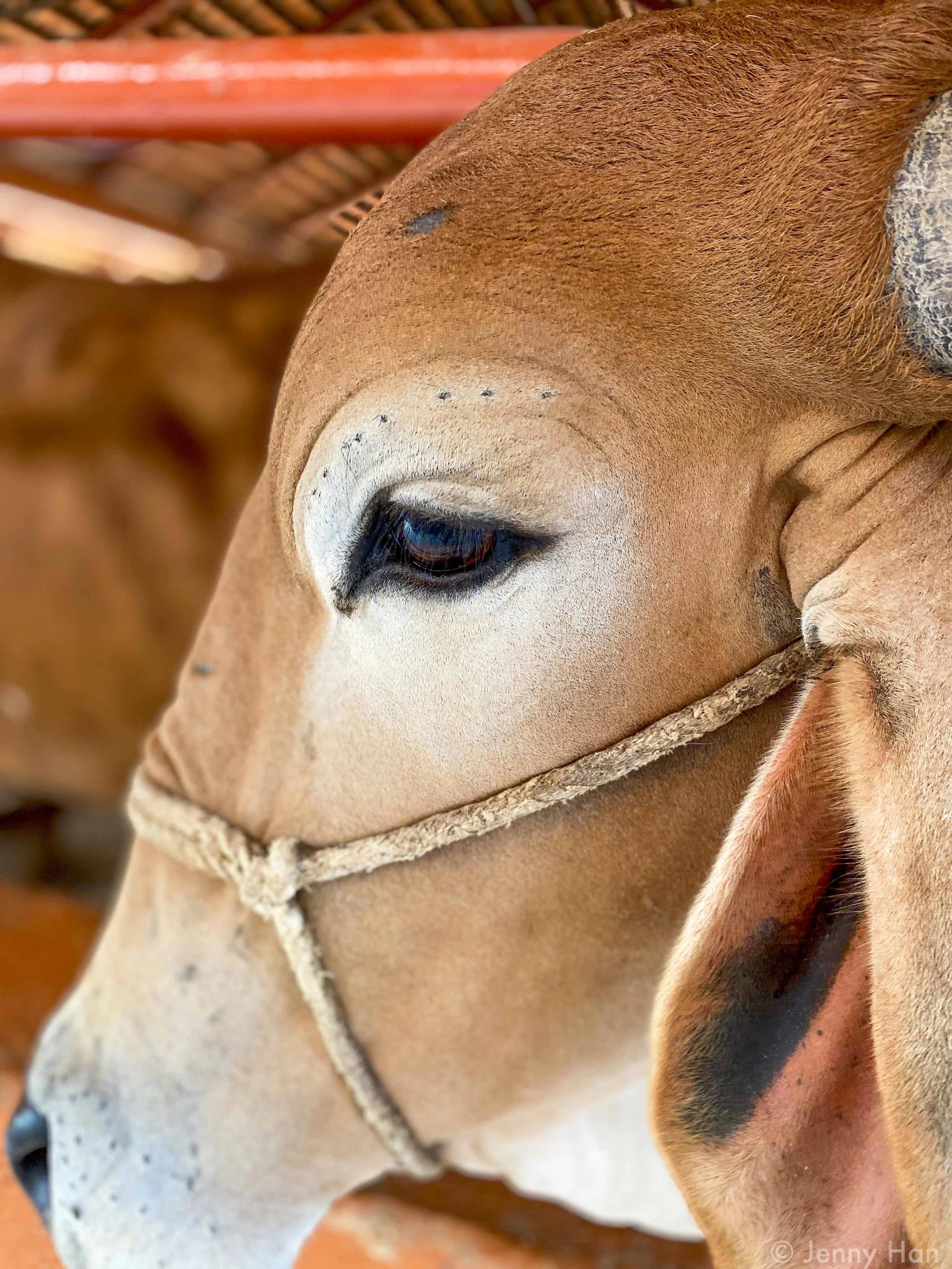 Cow_Closeup.jpg