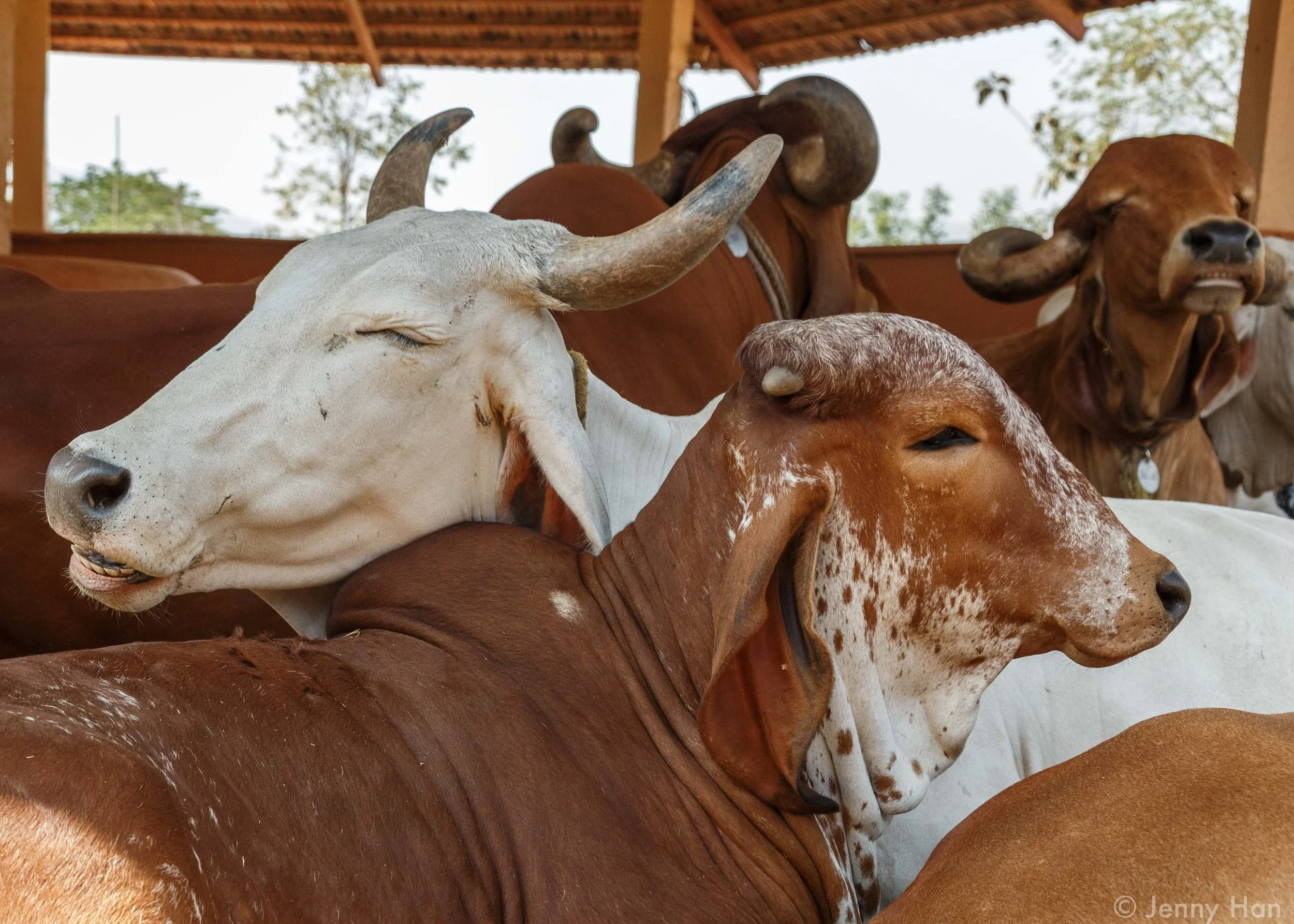 Cows_Resting.jpg
