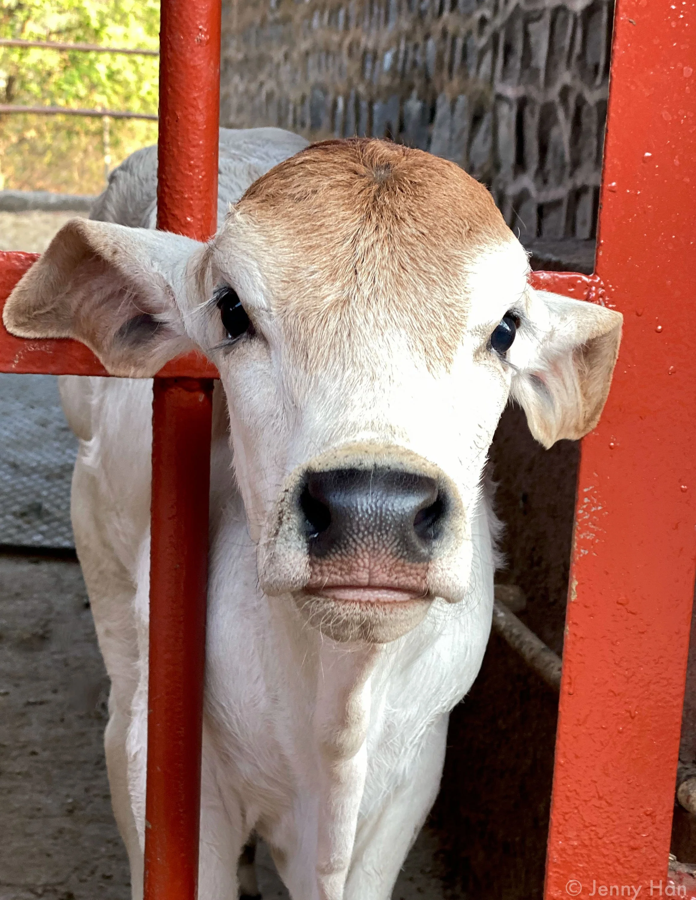 Calf.jpg