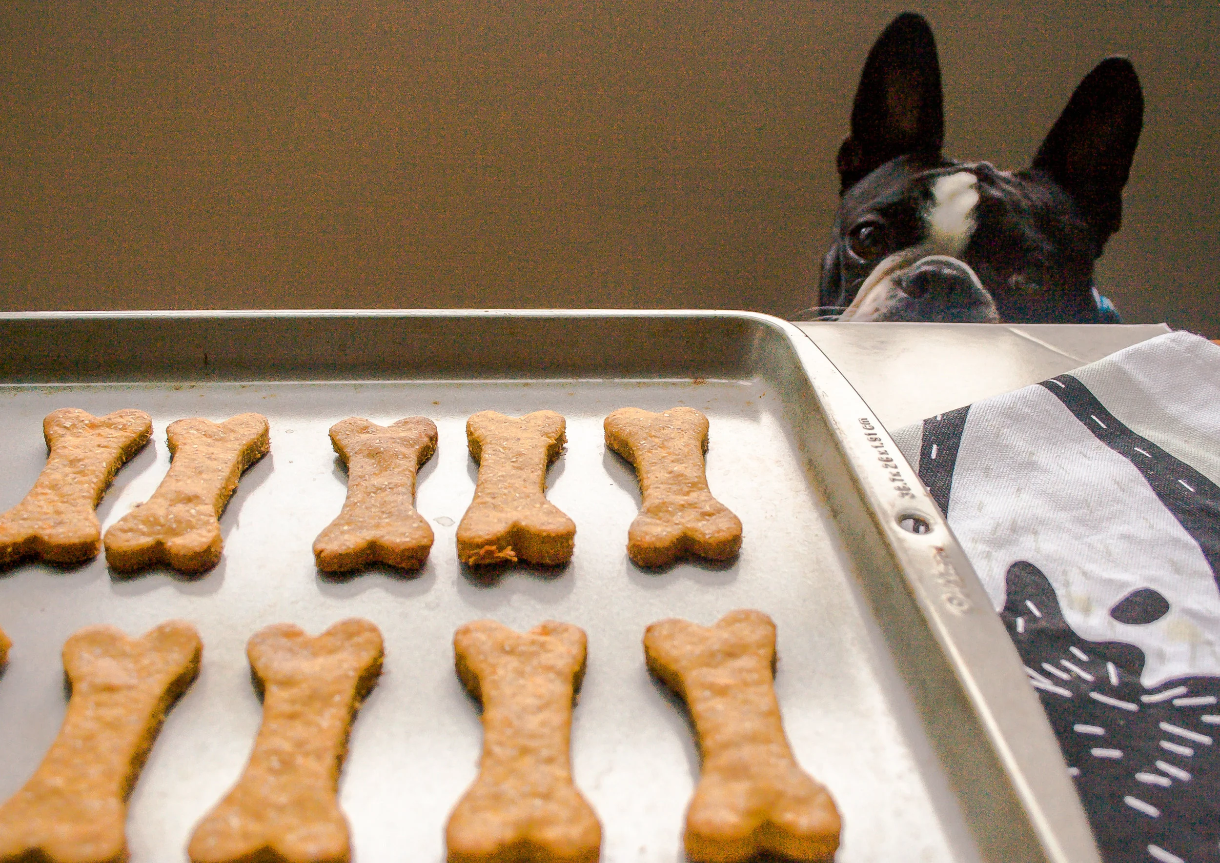dachshund cream long haired