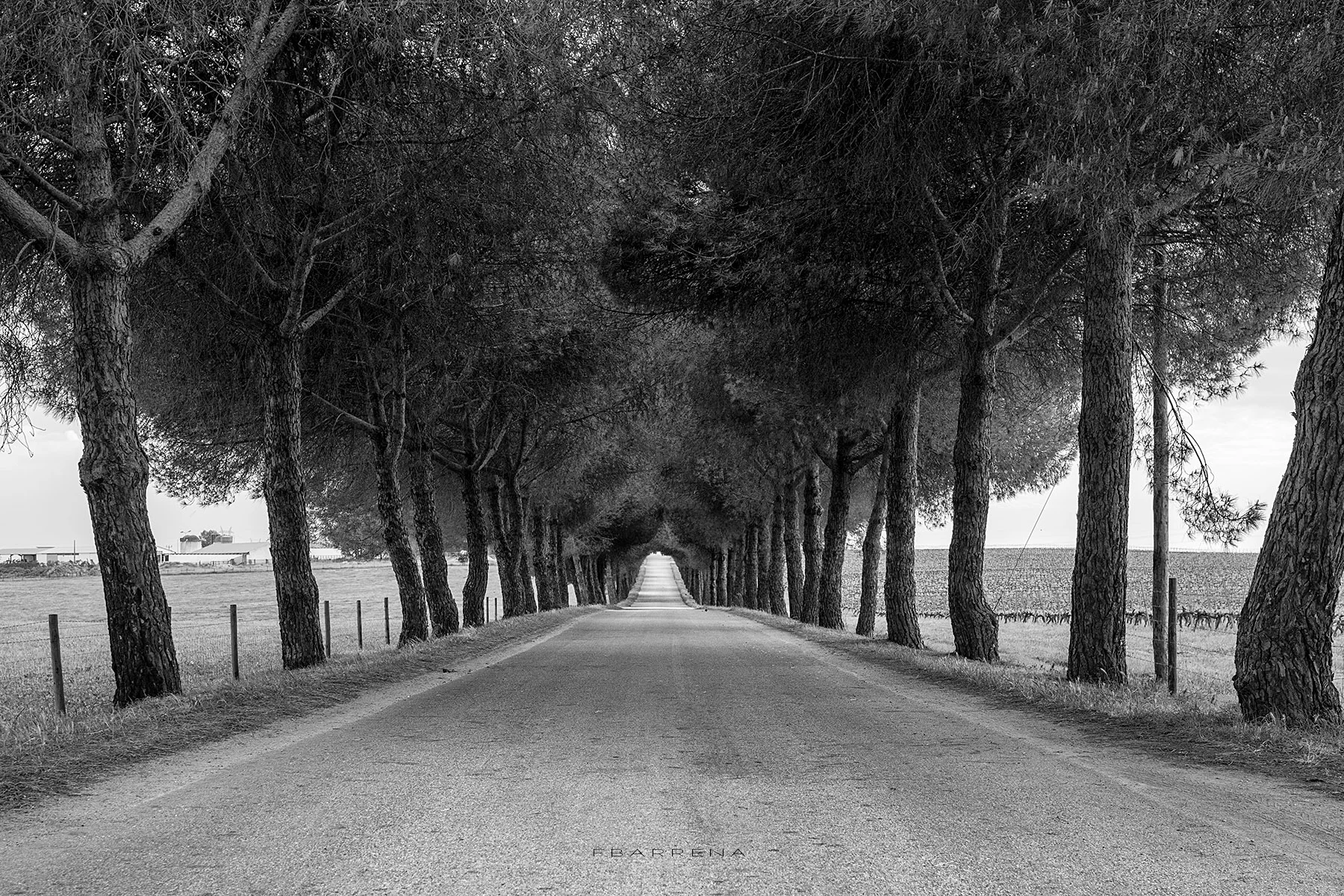 CAMINO ENTRE PINOS.jpg