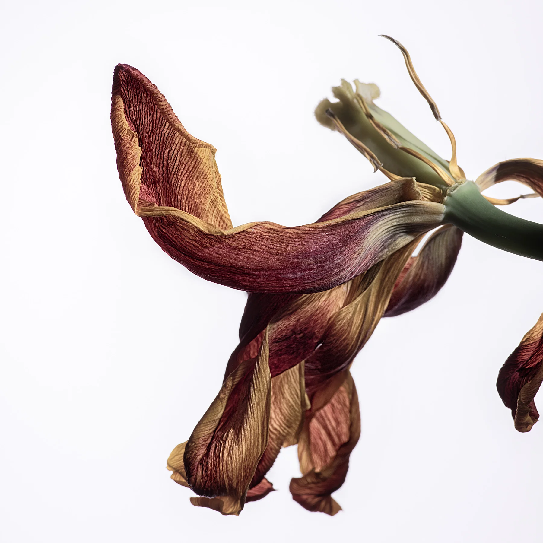 TULIPAN 2.jpg